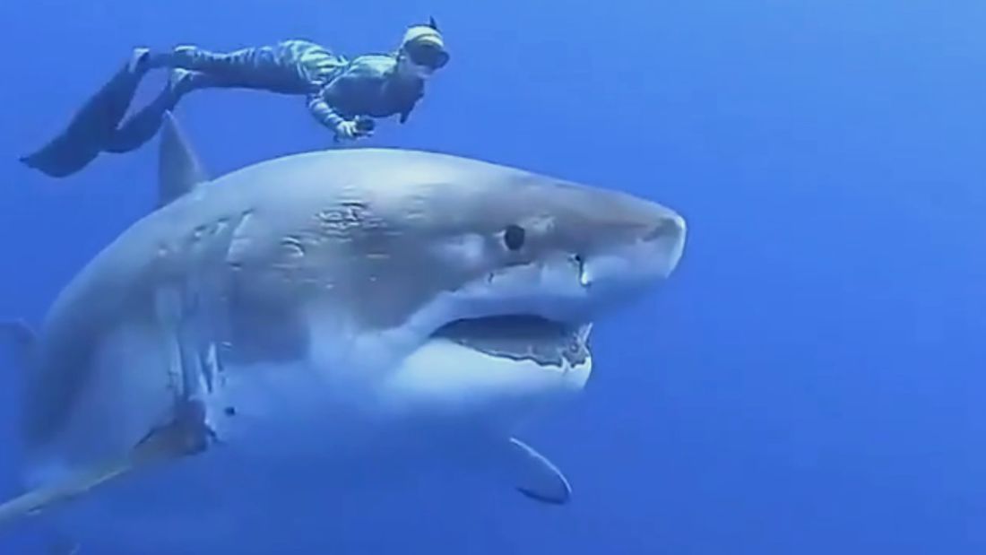 Óriási cápát vettek videóra Hawaii partjainál
