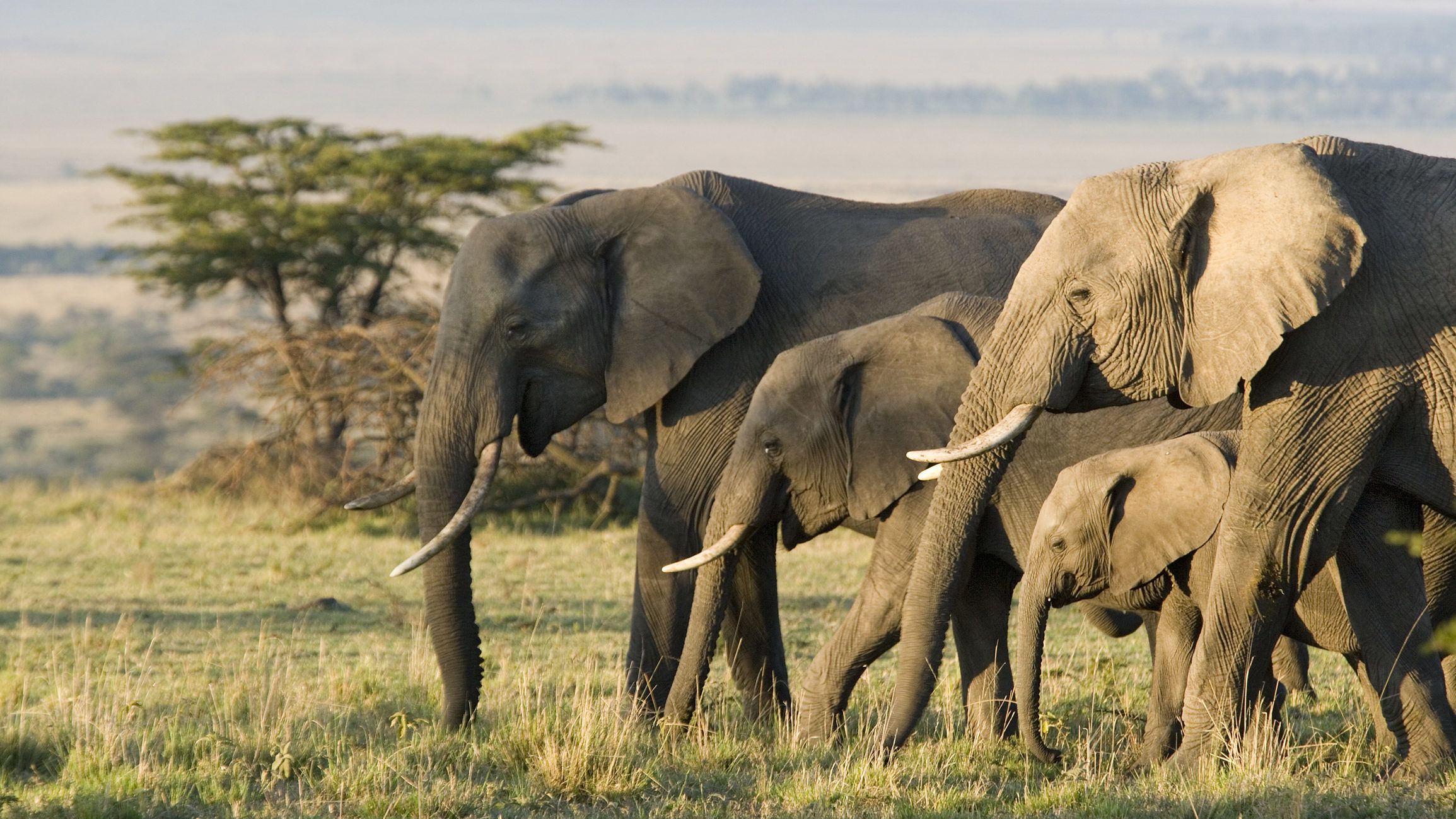 Senki sem érti, miért pusztulnak tömegesen az elefántok