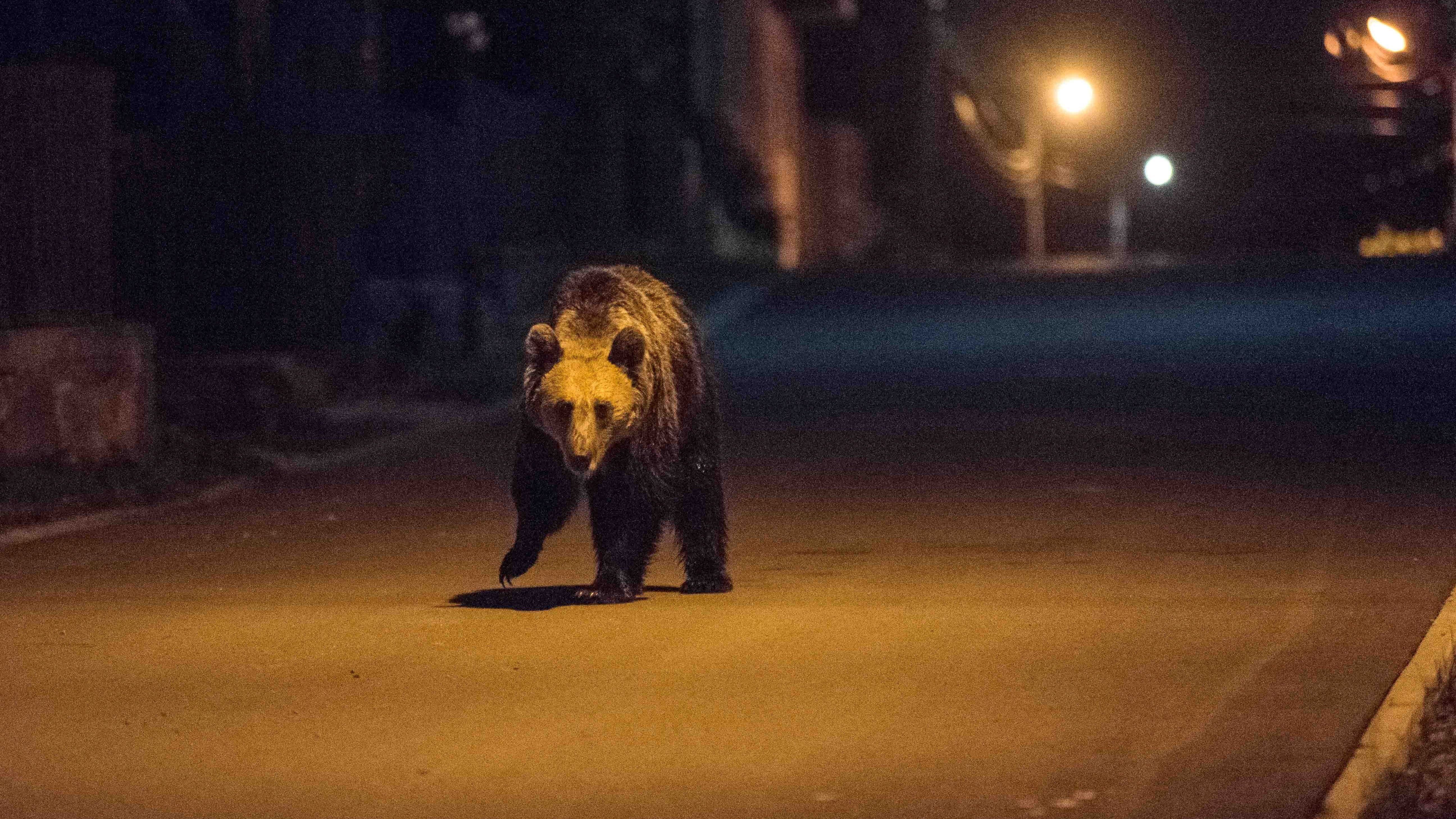 Románia vezetéséhez fordul Tusnádfürdő a medveprobléma miatt