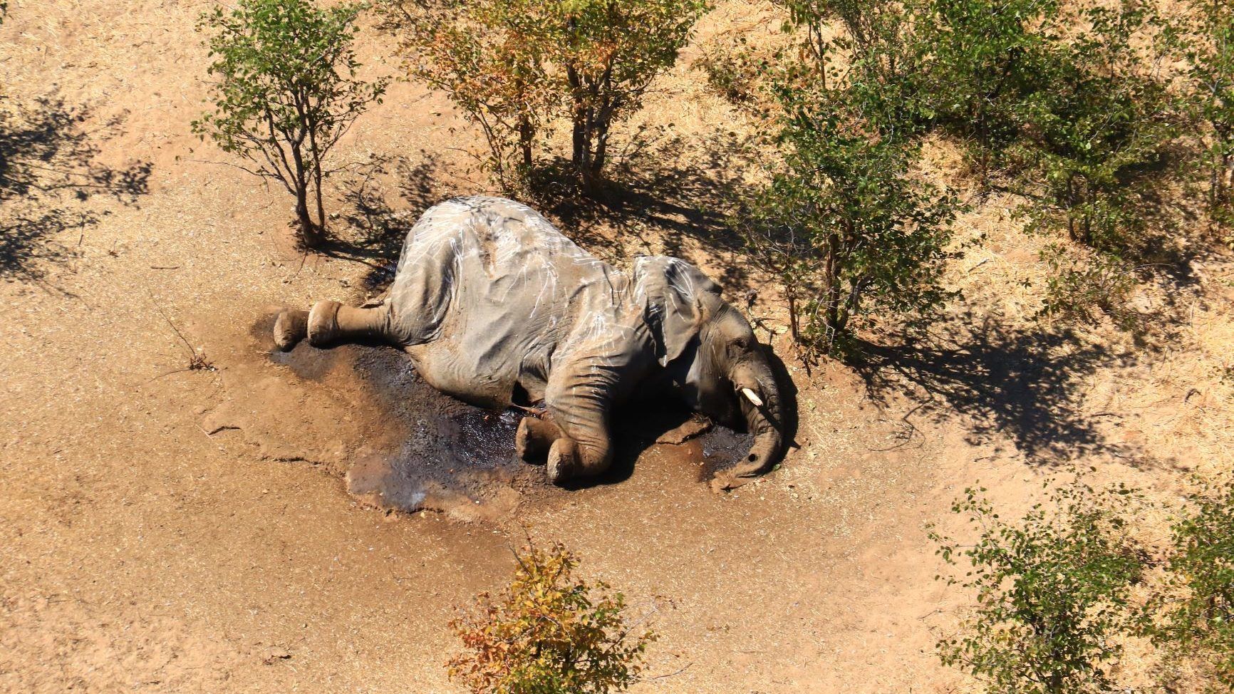 Értetlenül nézik a szakértők, ahogy tömegesen pusztulnak az elefántok