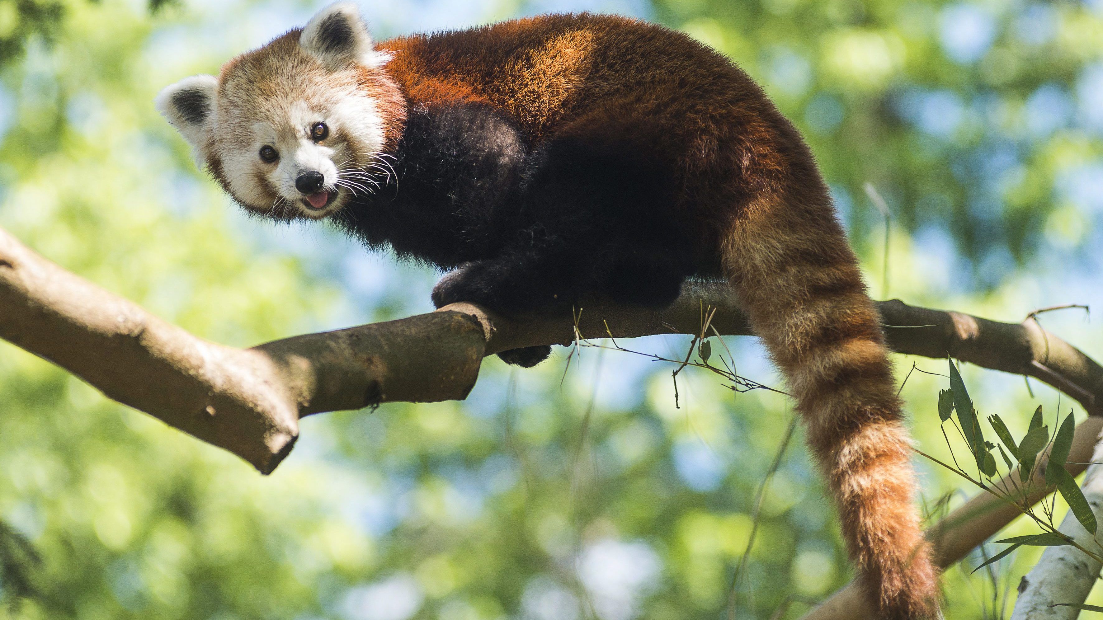 Új kis panda érkezett a Budapesti Állatkertbe