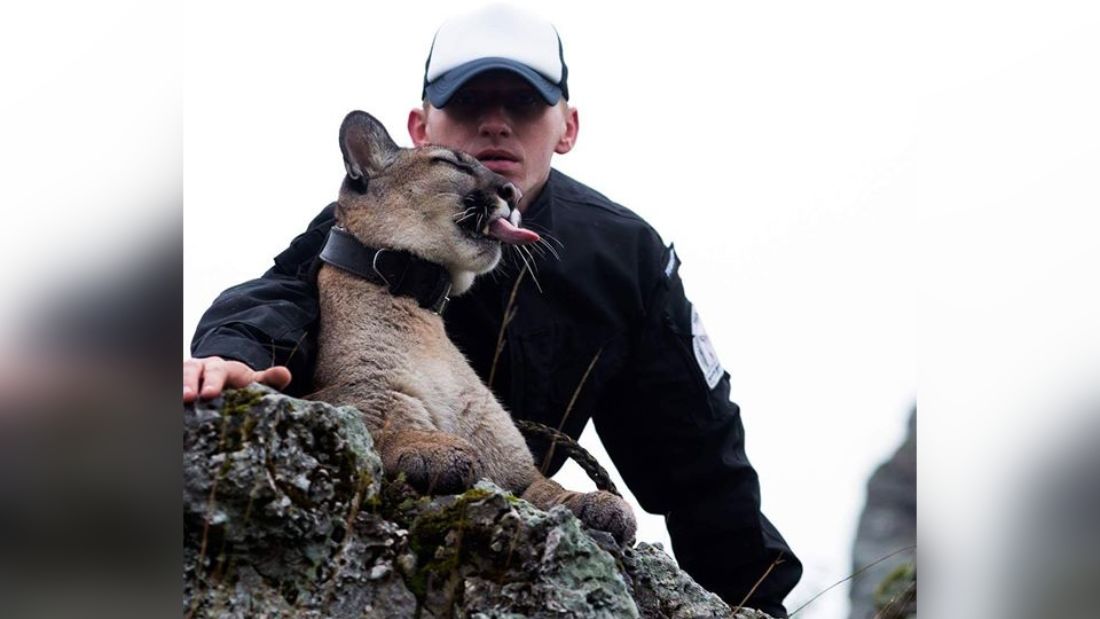 Az erdőbe menekült háziállatként tartott pumájával egy volt katona Lengyelországban