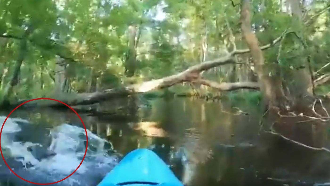 Aligátor támadott meg egy kajakost Észak-Karolinában – Videó