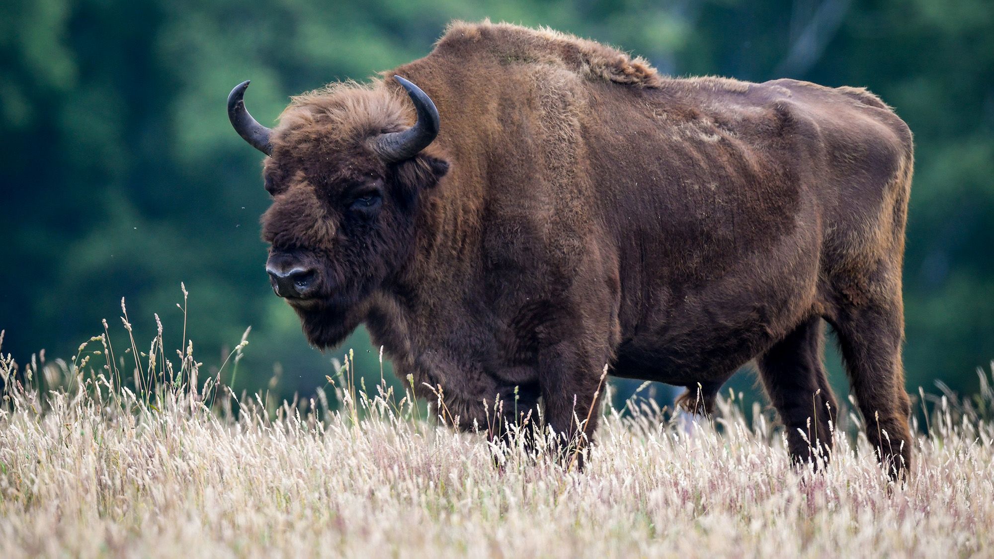 Halottnak tettette magát egy nő, akire bölény támadt a Yellowstone Nemzeti Parkban