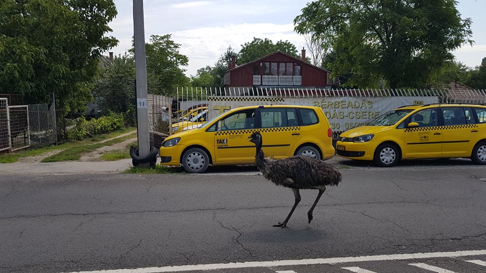 Az autók között szaladgált egy elszabadult emu Csepelen