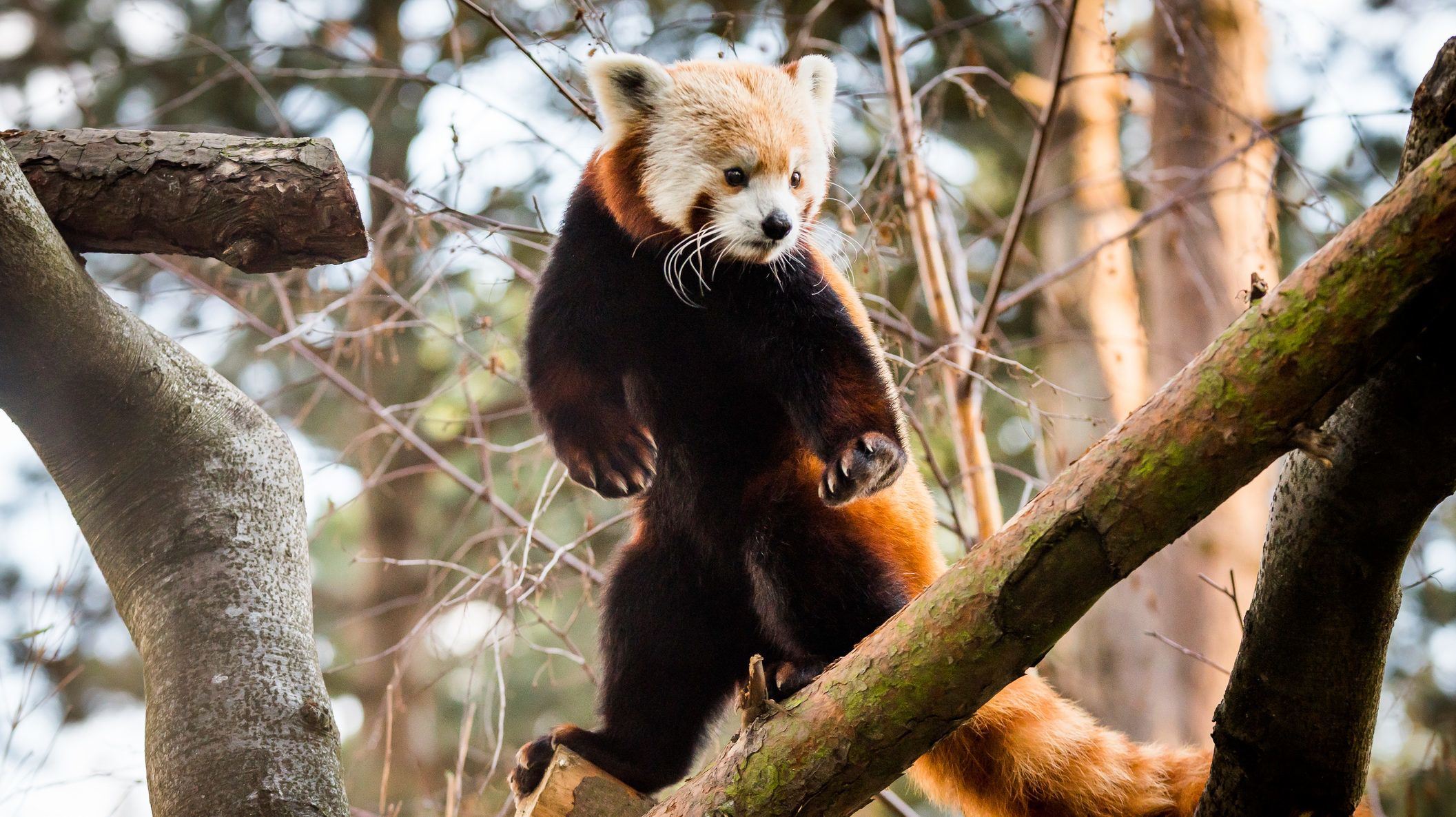 Megtalálták az ohiói állatkertből elcsatangoló vörös pandát