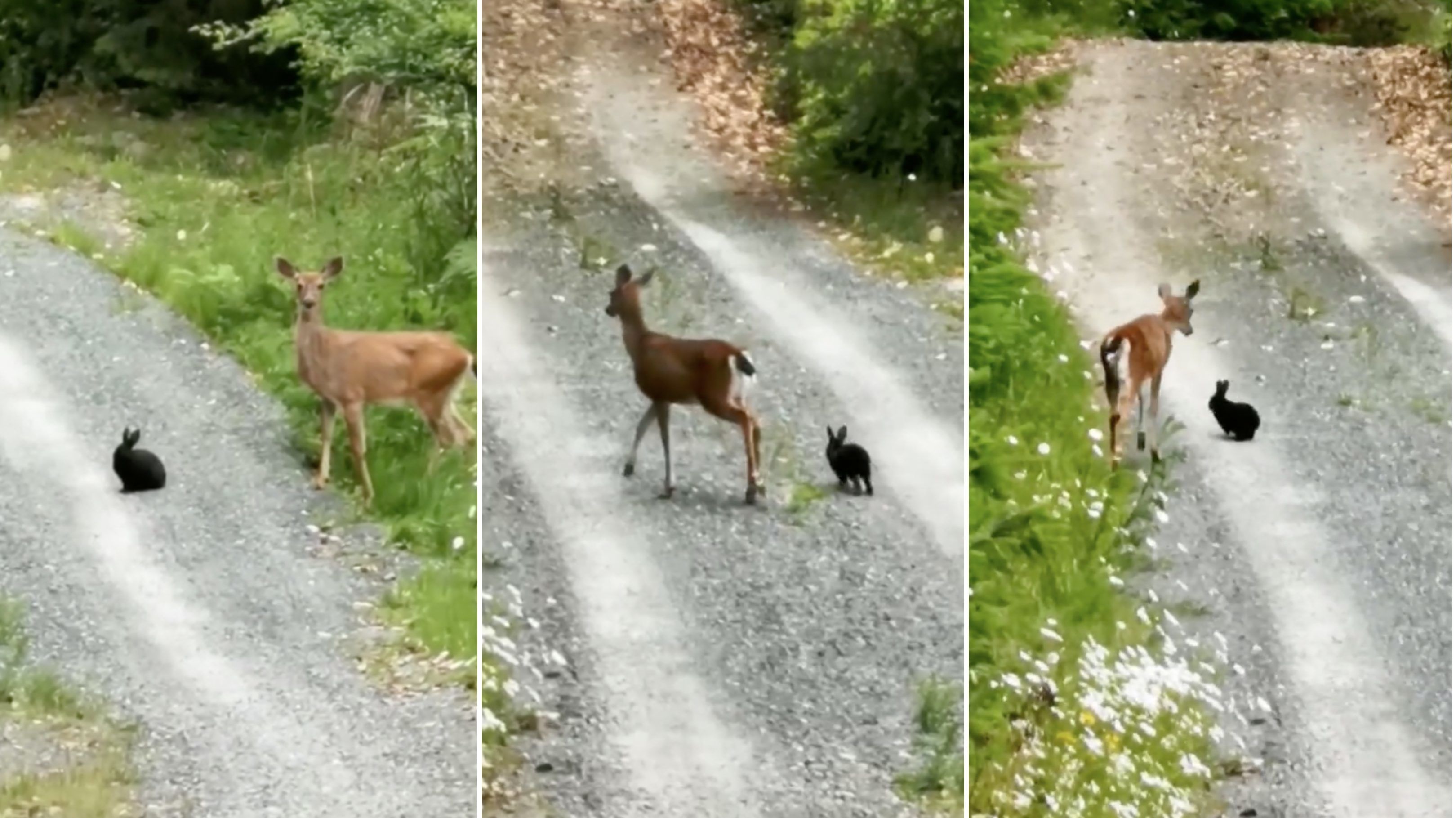 Bambi és Toppancs megelevenedett ezen az erdei videófelvételen