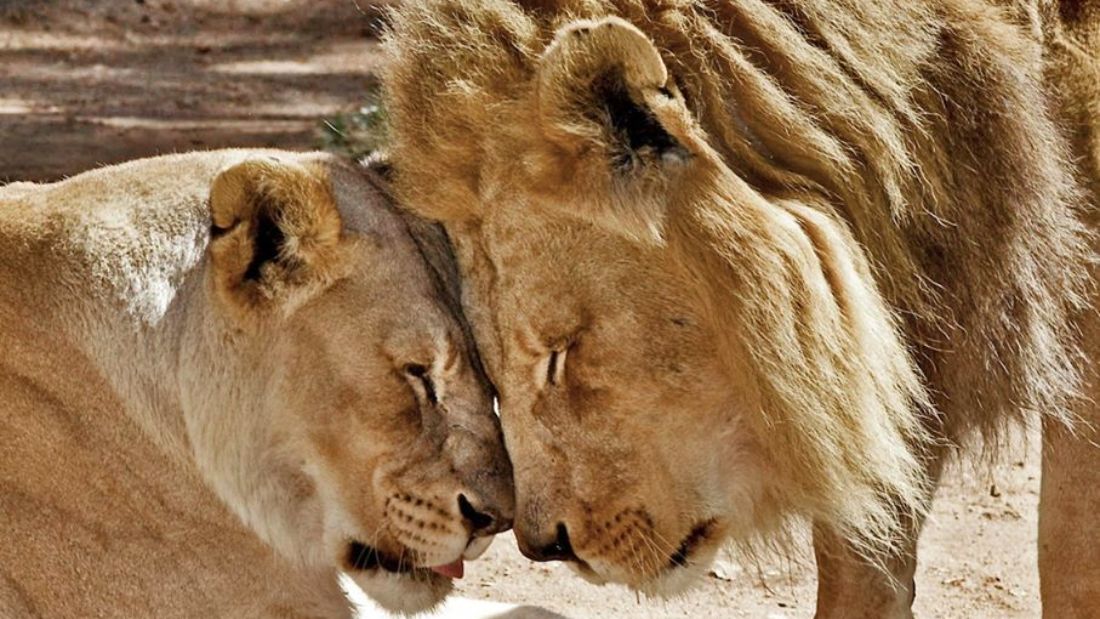 Együtt altatták el az idős oroszlánokat, hogy egyiküknek se kelljen a másik nélkül élnie