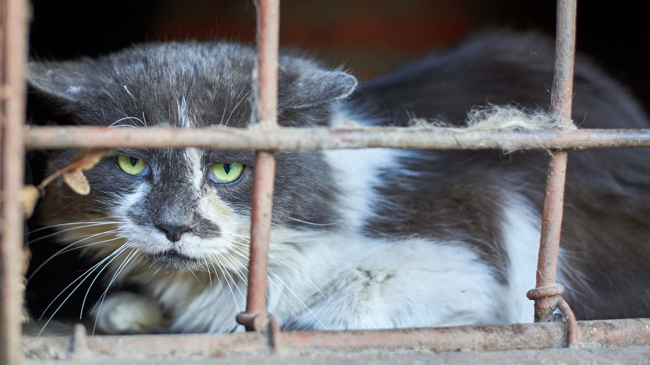 Megszökött egy drogcsempész macska egy Srí Lanka-i börtönből