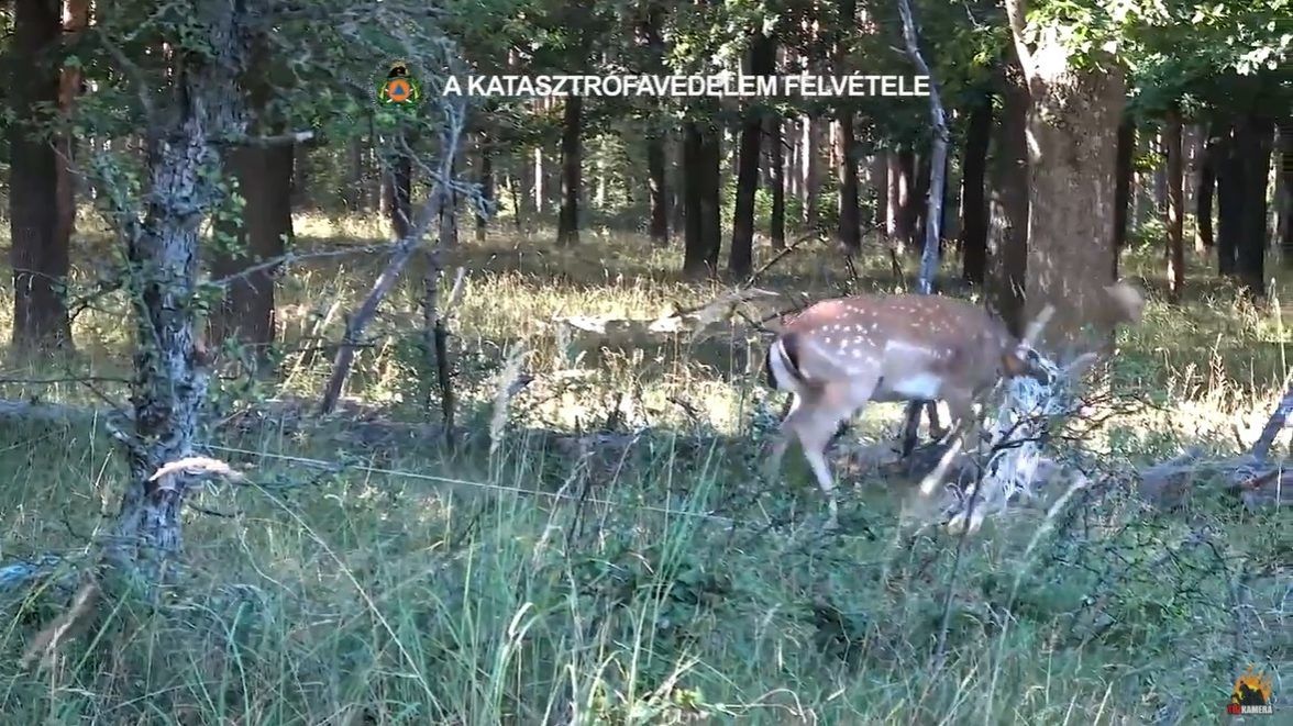 Vadhálóba tekeredett dámvadat mentettek meg a tűzoltók