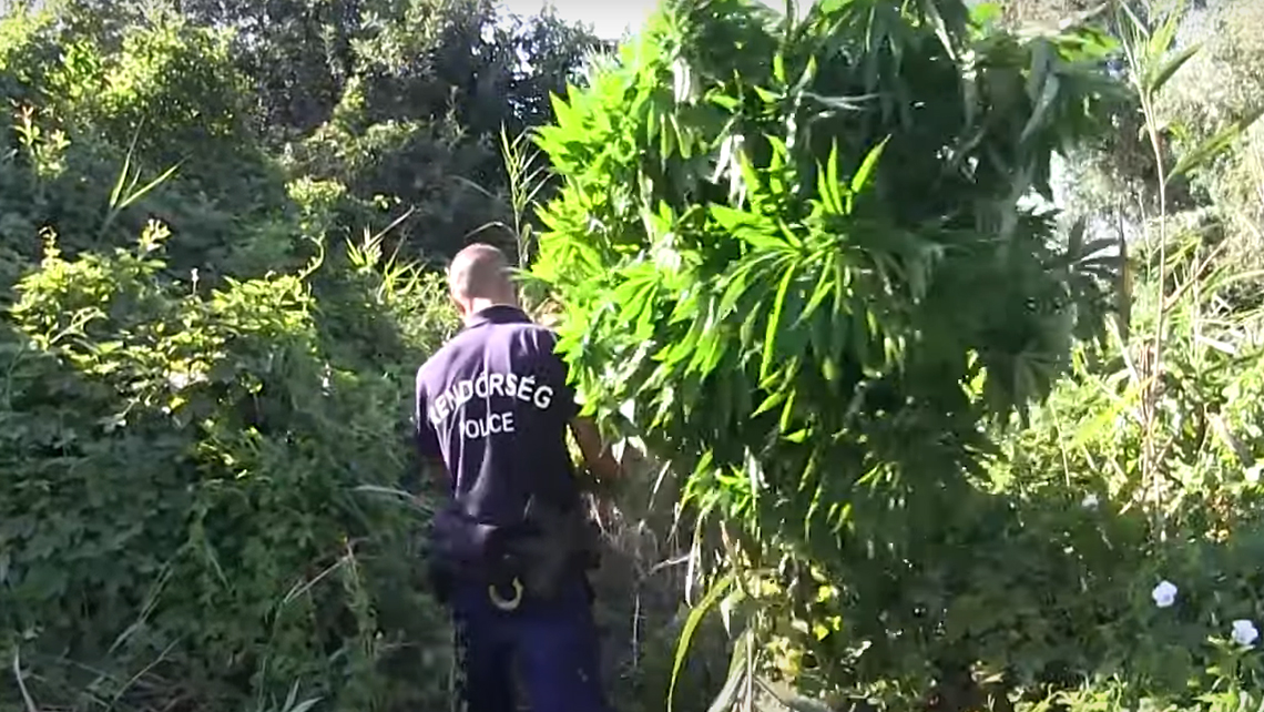 Természetvédelmi területen termesztette a marihuánát egy budapesti férfi – videó