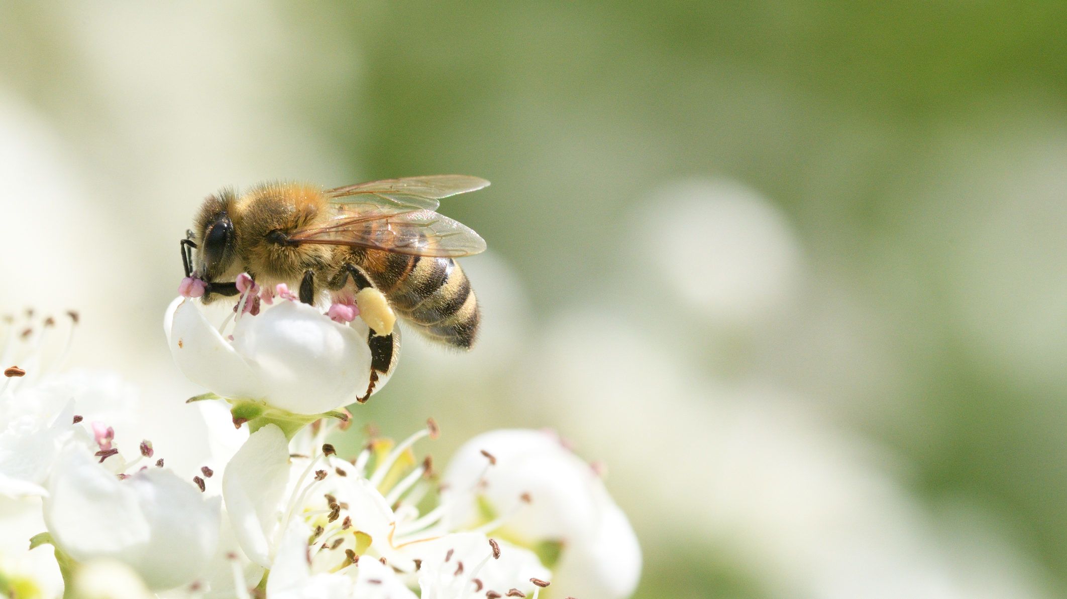 Méhek mérgével győzhetjük le az egyik agresszív ráktípust