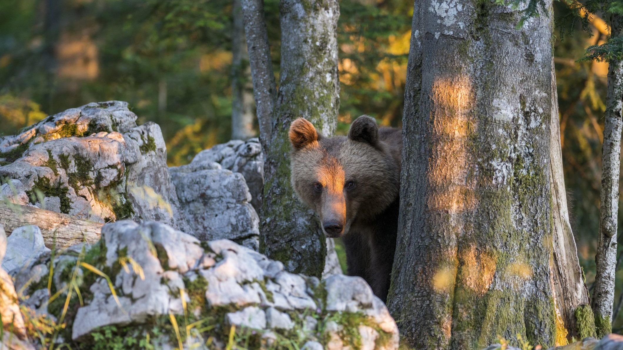 Elfogták Európa legkeresettebb medvéjét