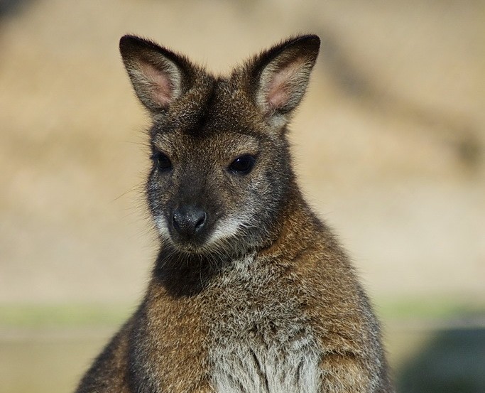Megszökött két kenguru a miskolci állatkertből