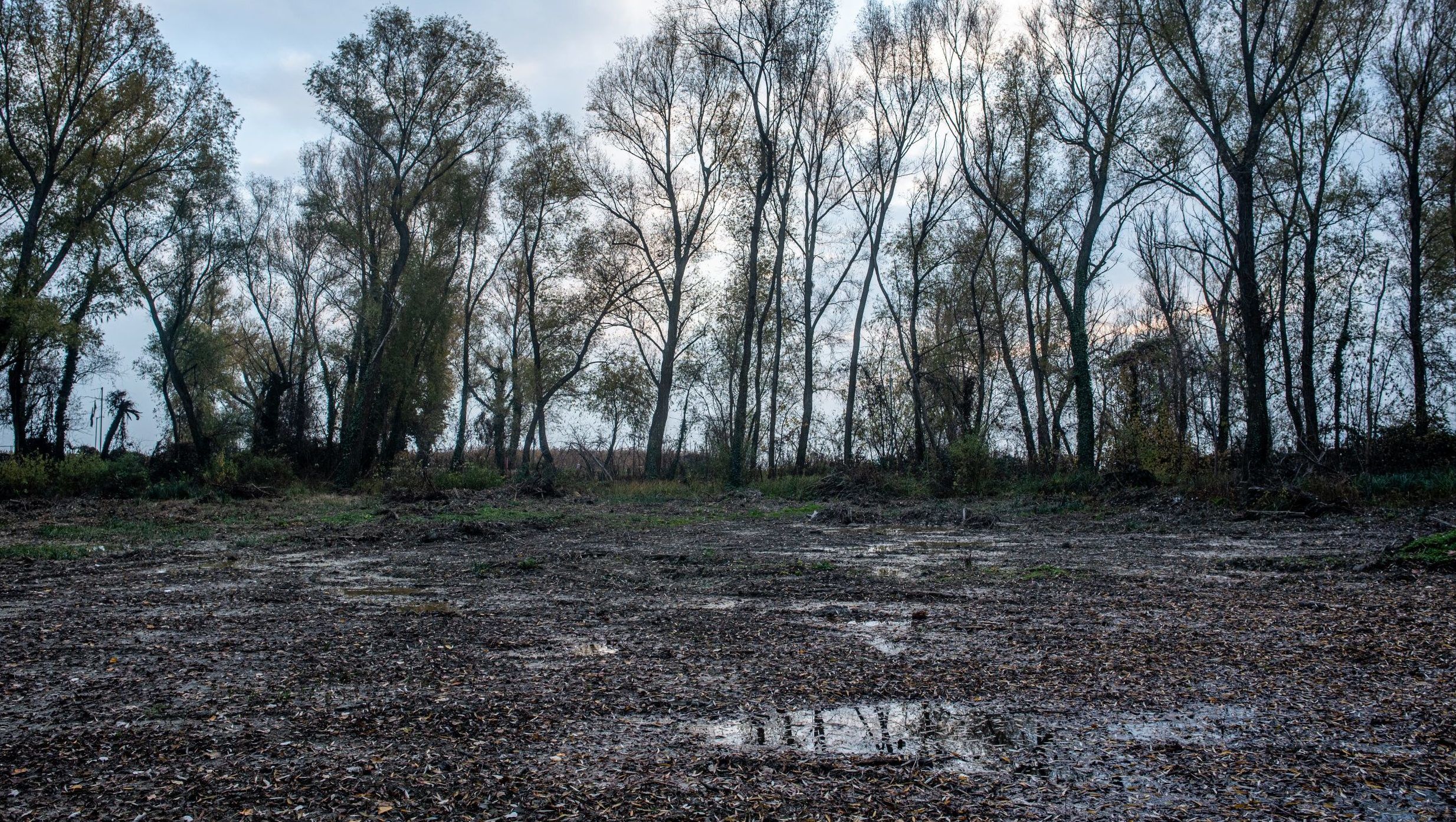 Nem ússzák meg, hogy kiirtották a Natura 2000-es balatoni erdőt