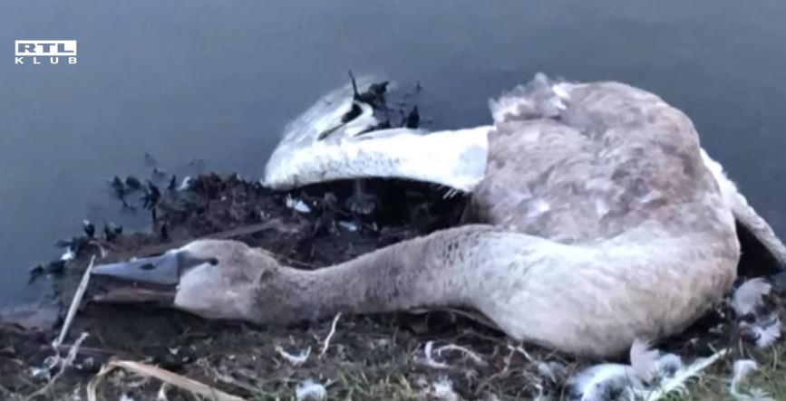 Botokkal verhettek agyon egy hattyút gyerekek, hiába érkezett segítség, a madár elpusztult