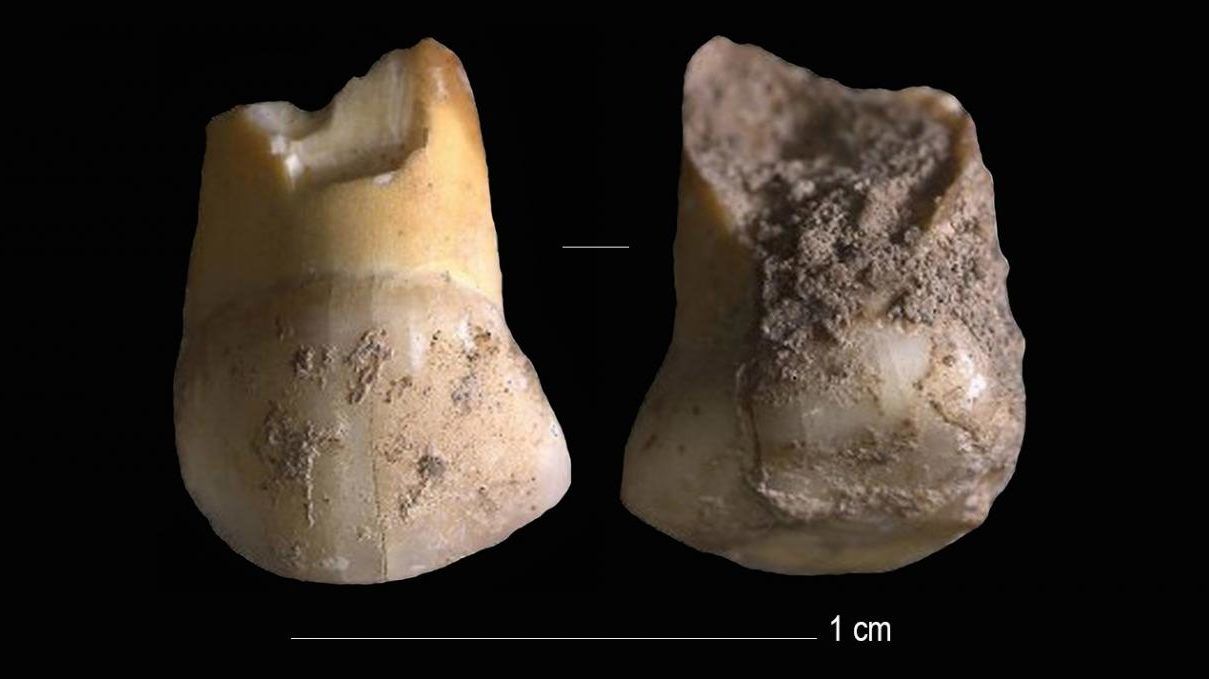 Egy neandervölgyi gyermek fogára bukkantak