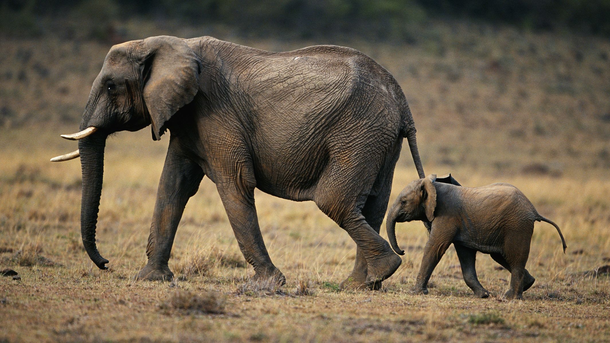 Kiderült, miért pusztultak tömegesen az elefántok