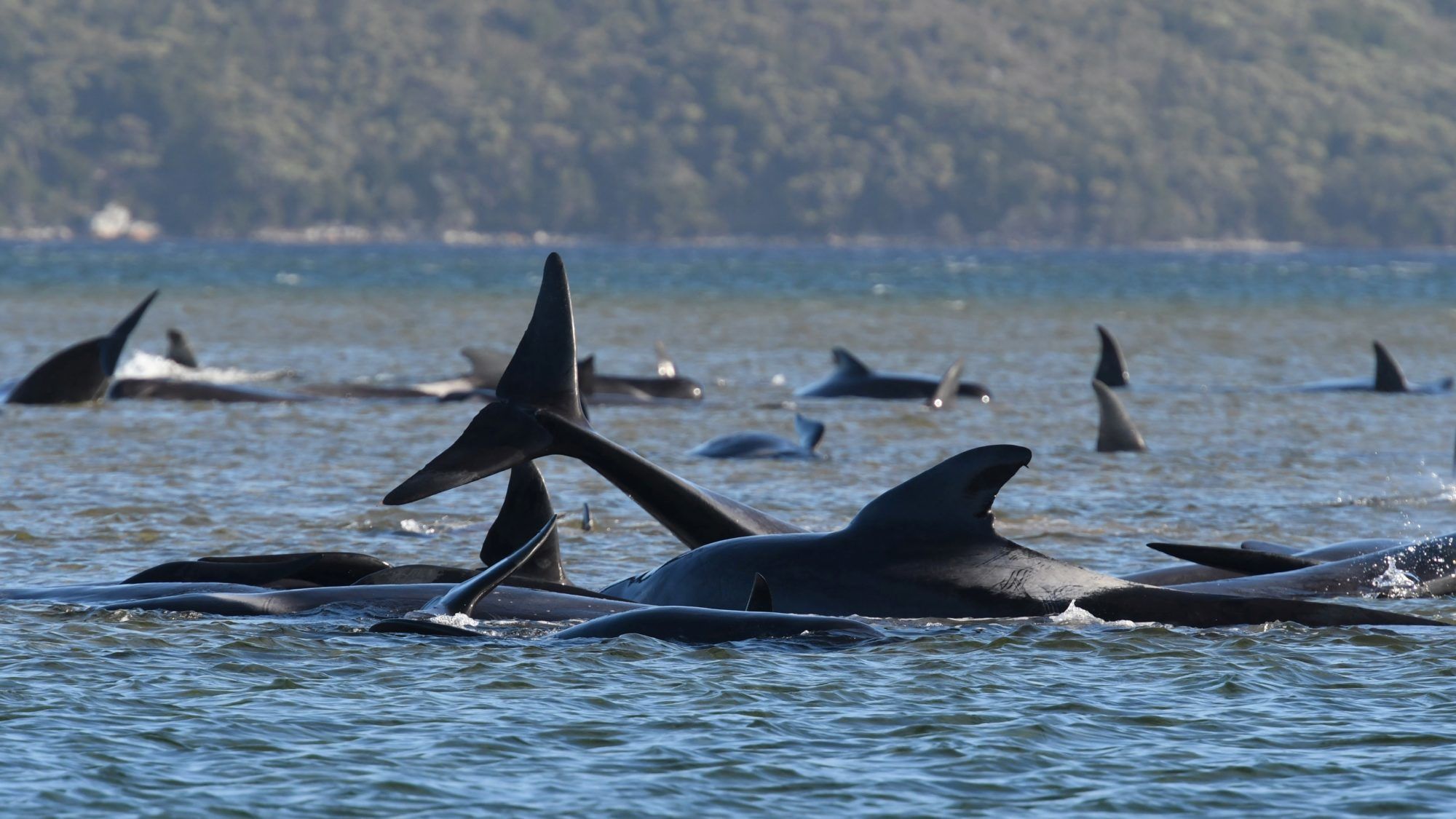 Tömegesen pusztulnak a delfinek Tasmaniánál