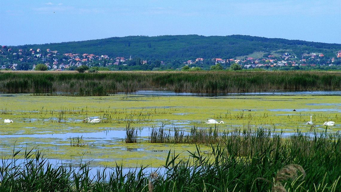 Mérgezés: még az a madár jár jól, amelyik vízbe fullad