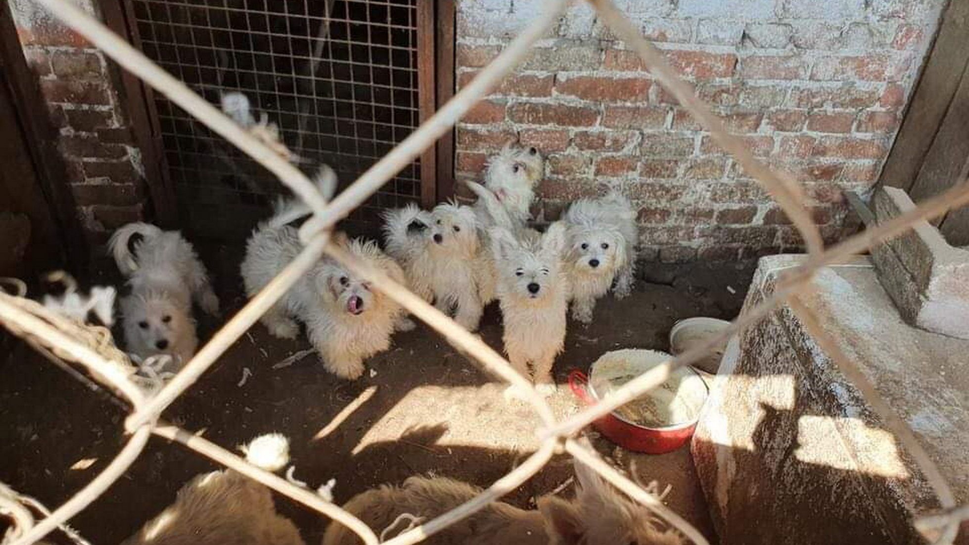 Több mint száz kutyát némított el a brutális karcagi állatkínzó –  videó