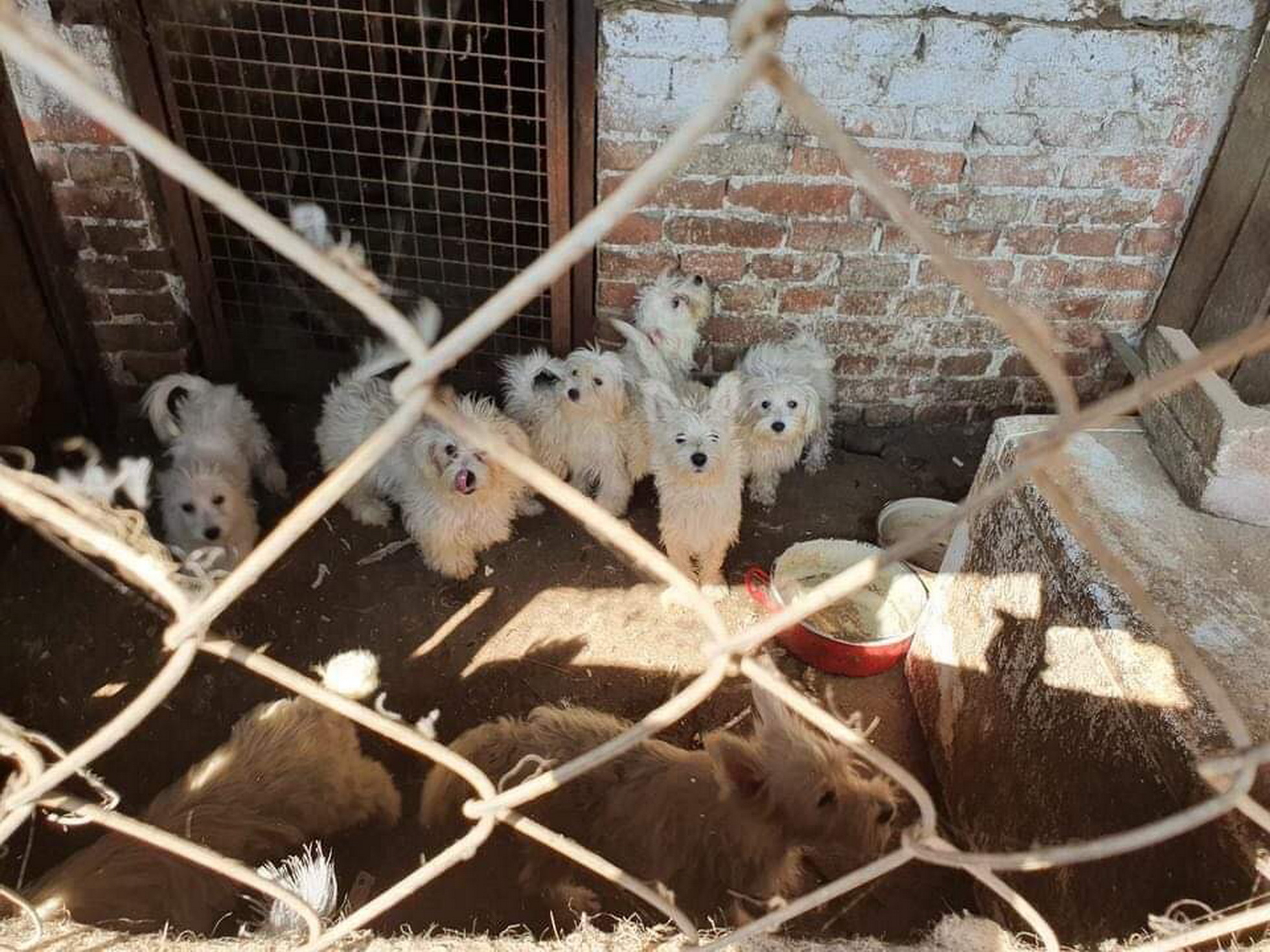148 kutyát tartott egy szaporító, nagy részüket megnémította, hogy a szomszédok nehogy feljelentsék