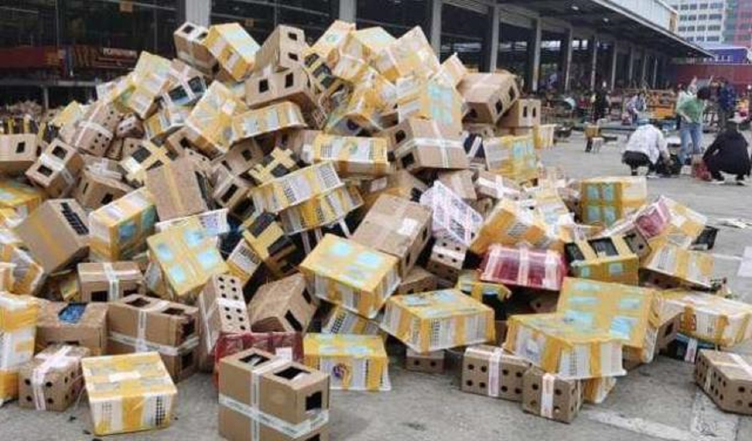 „Földi pokol” – ötezer kutyát, macskát és kisállatot találtak holtan postai dobozokban Kínában