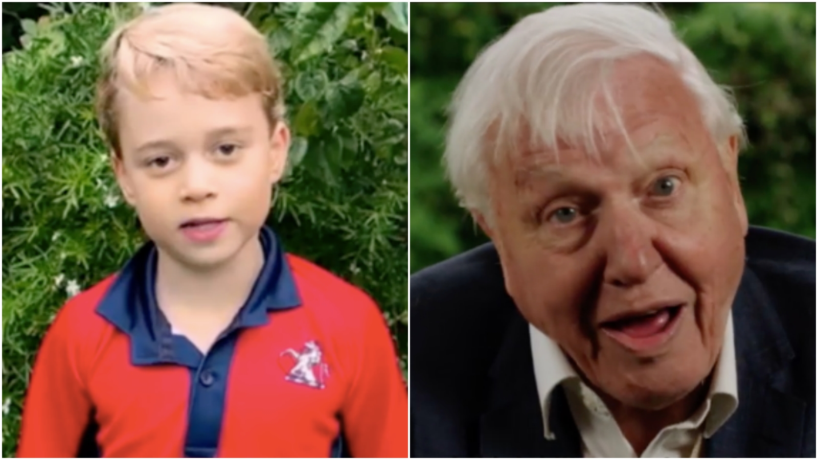 Vilmos herceg gyerekeinek kérdéseire válaszolt David Attenborough