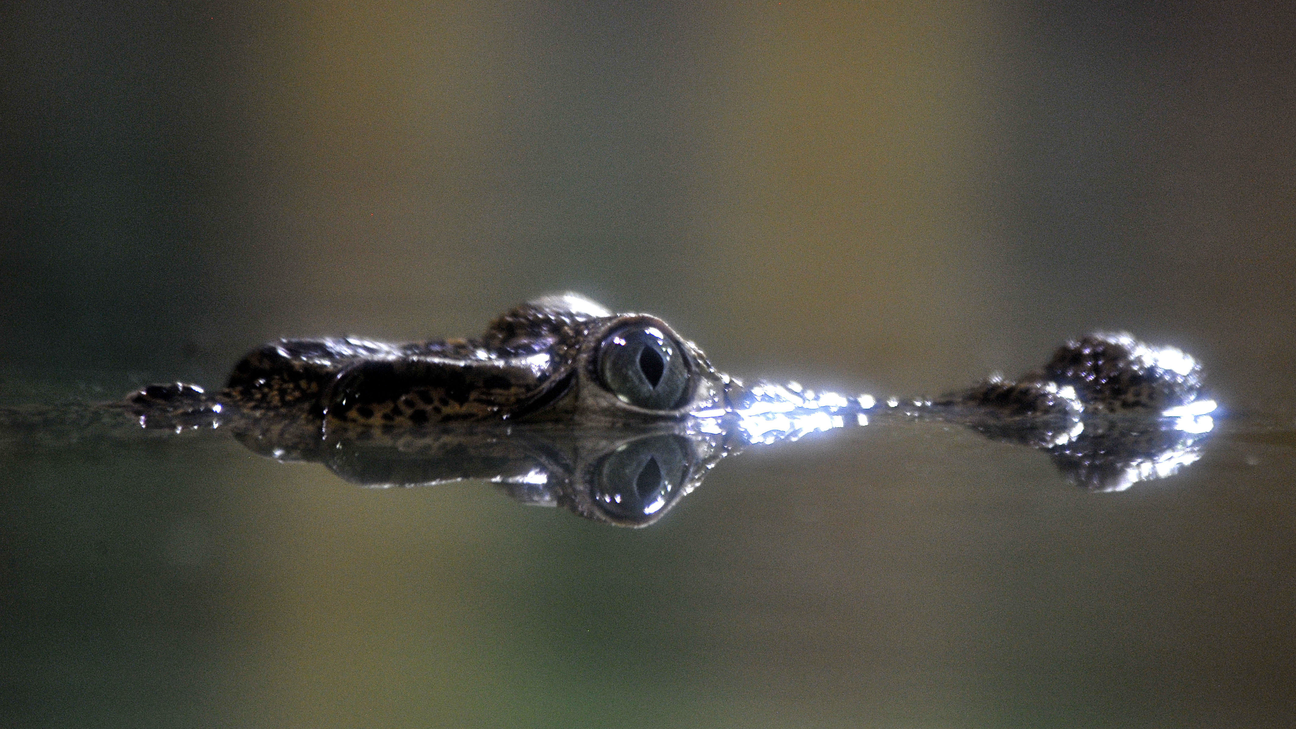 Elszökött egy kisebb krokodil valakitől Lengyelországban