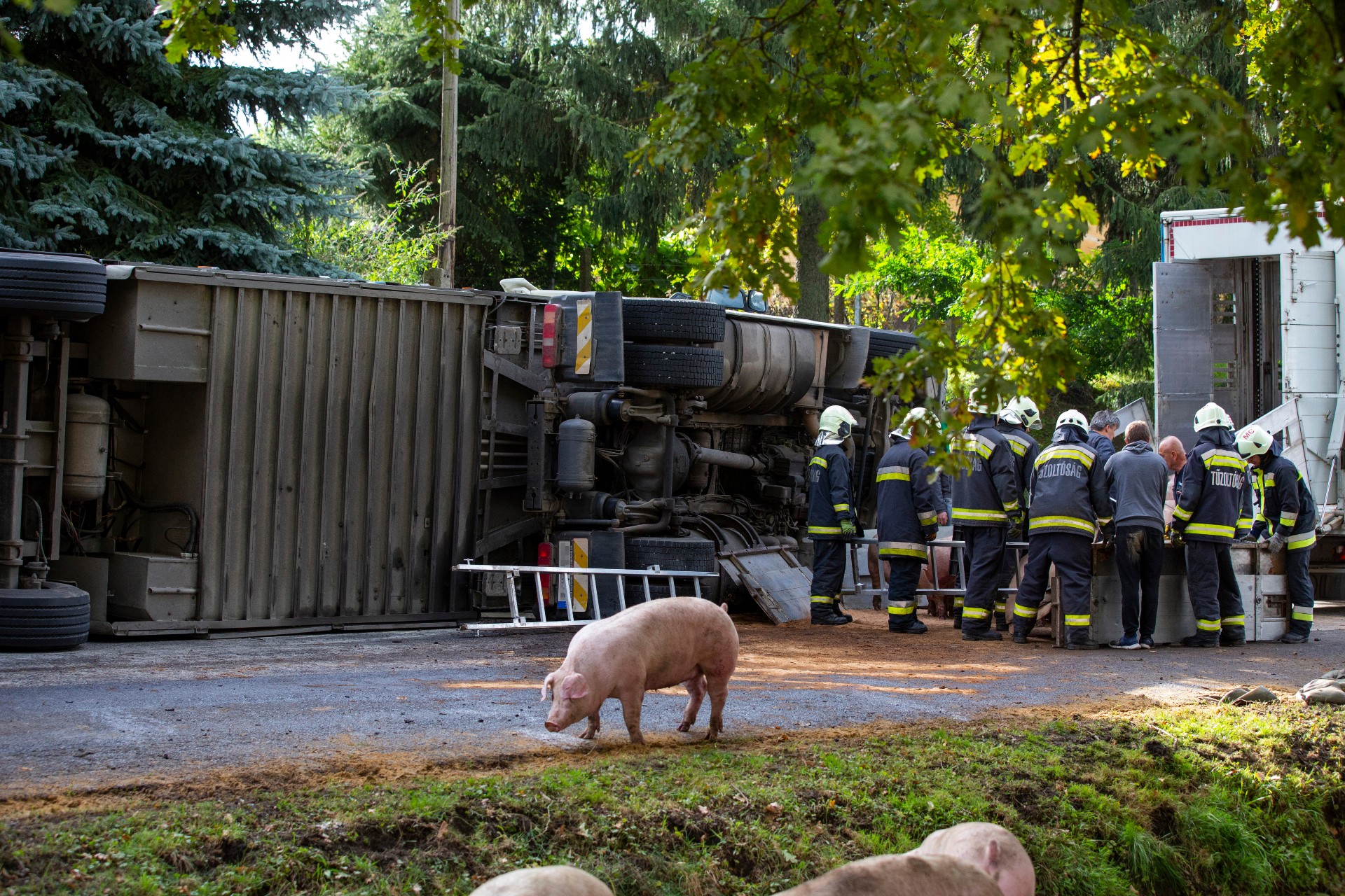 Sok állat elpusztult, amikor egy 200 sertést szállító kamion balesetet szenvedett Böhönyén