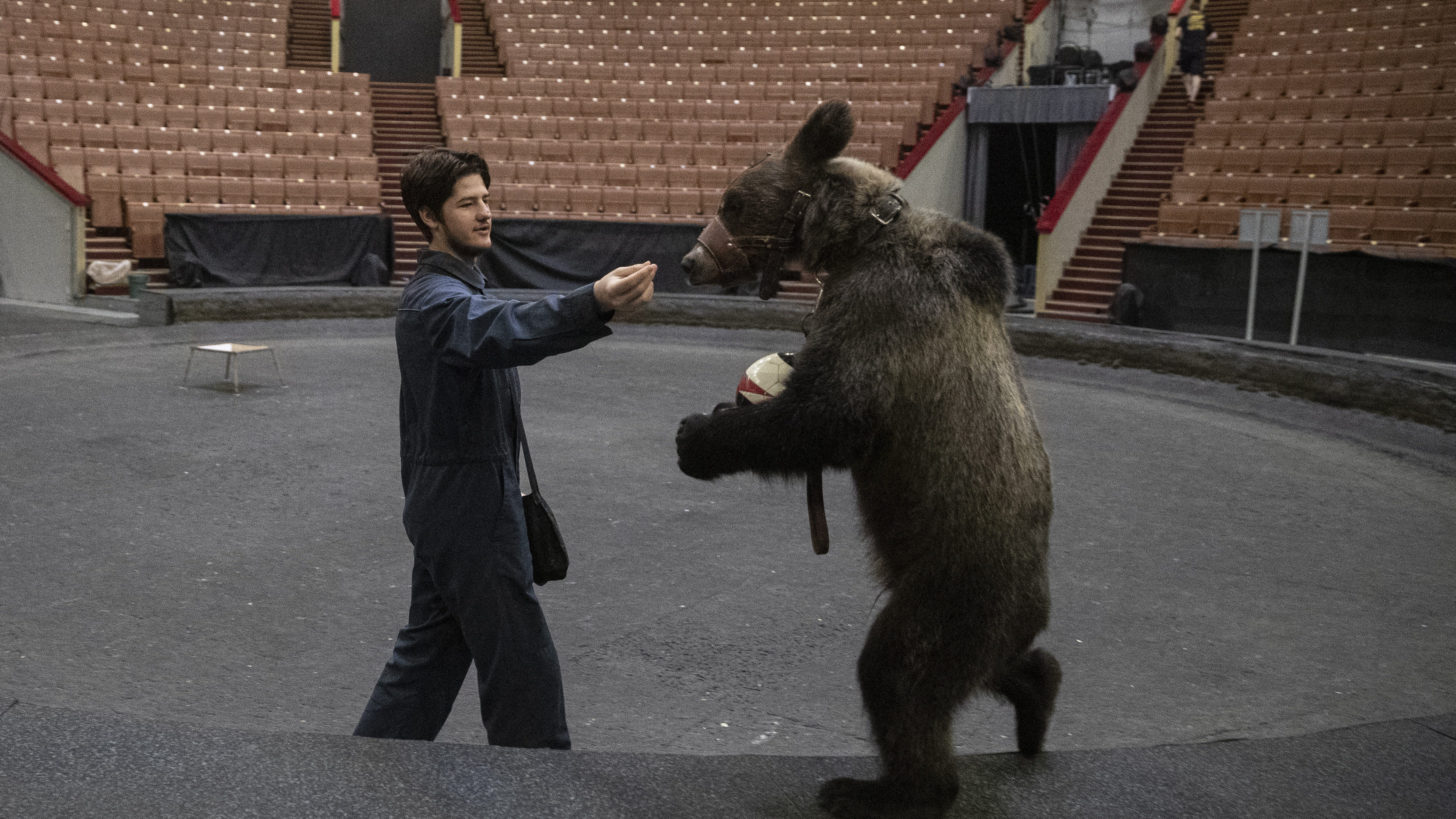 Cirkuszi medve ölt meg egy állatgondozót Moszkvában