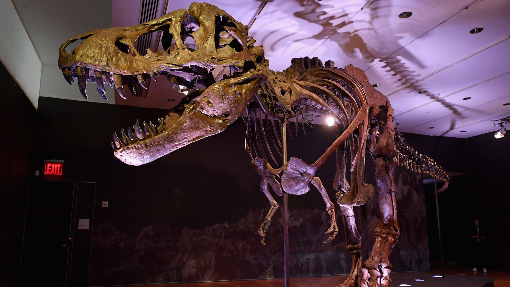 Elképesztő összegért kelt el egy T. rex csontváza