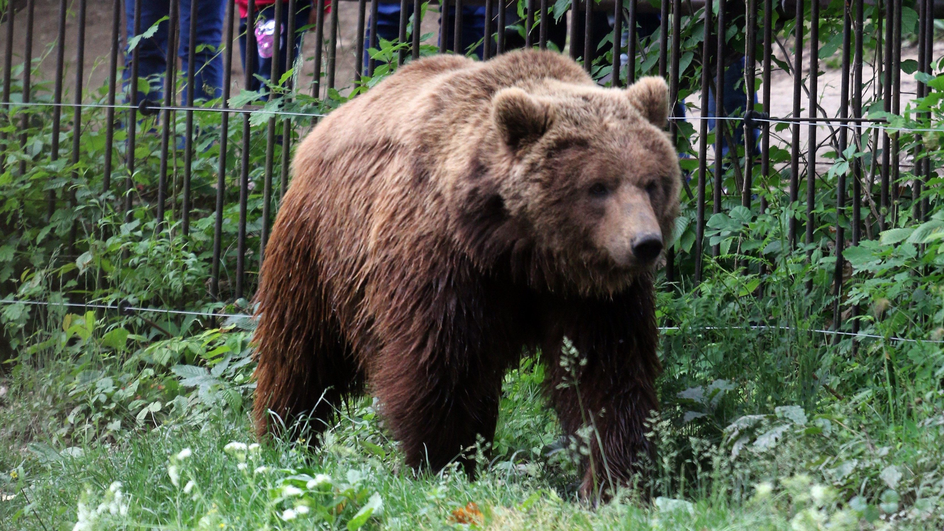 Kamera rögzítette, ahogy egy medve sétál a villamossínen Miskolcon