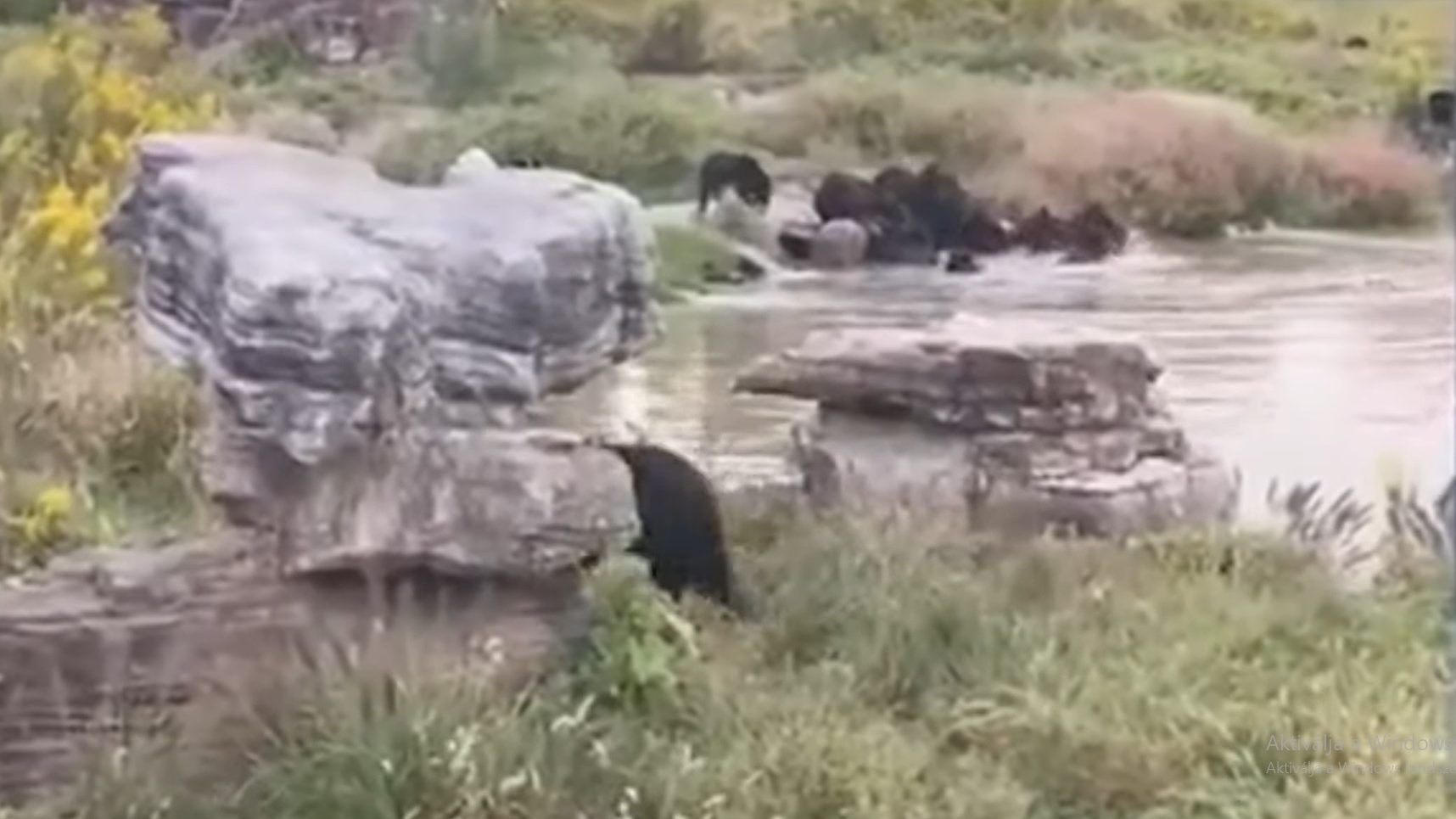 Végignézték a látogatók, ahogy medvék marcangoltak halálra egy gondozót a sanghaji állatkertben