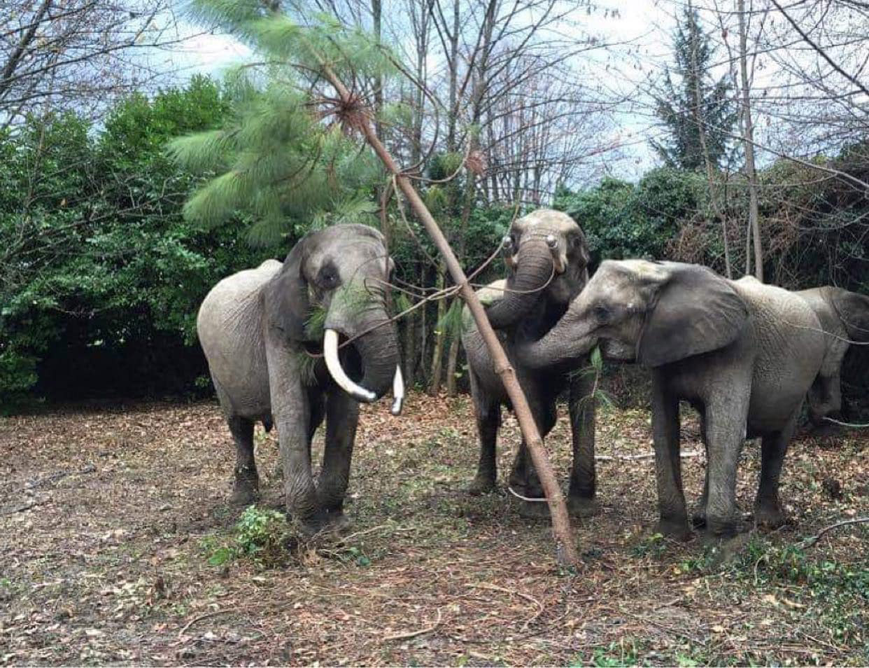 Elpusztult a szadai szafaripark két elefántja