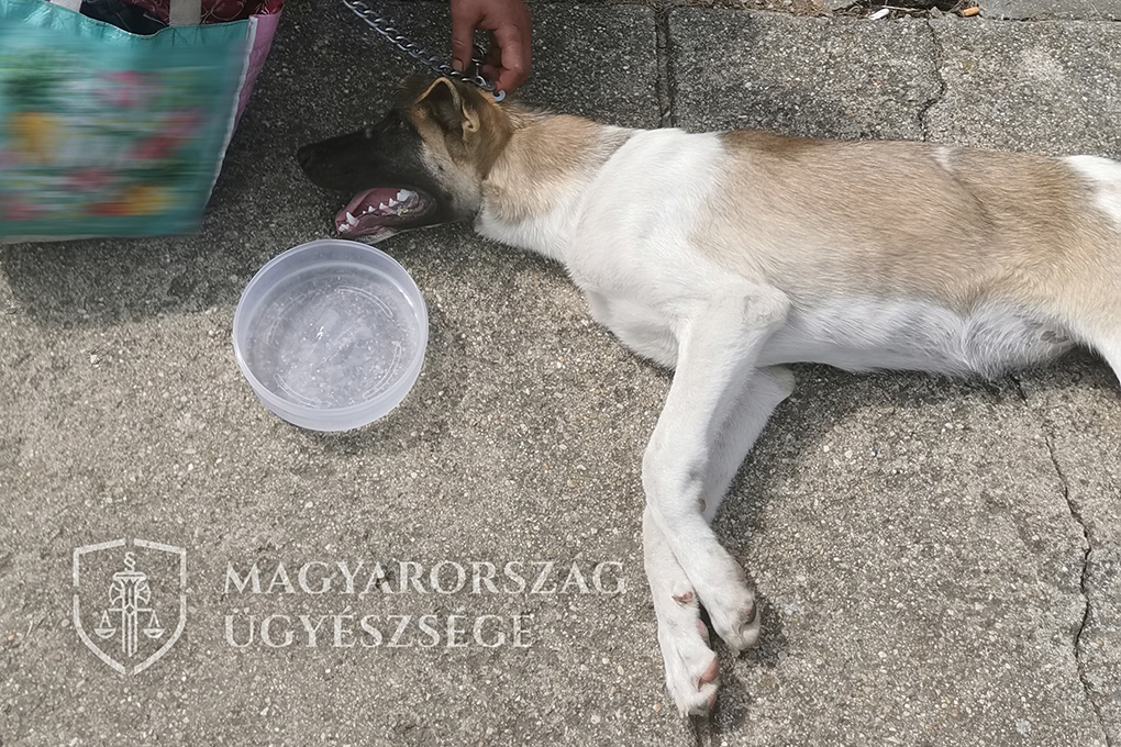 Láncon vonszolta végig a kutyáját az utcán egy férfi, a postás mentette meg az állatot