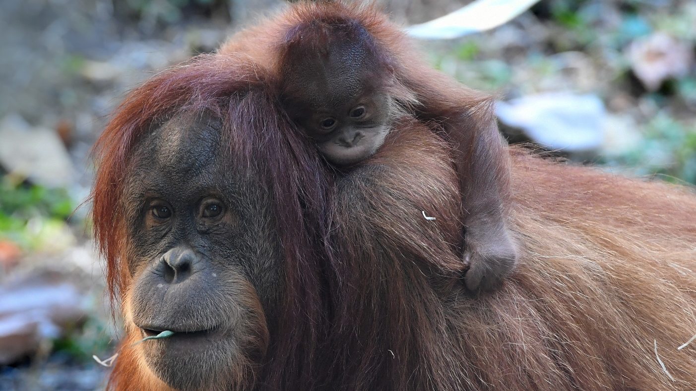 Elnevezték a fővárosi Állatkert orangutánbébijét