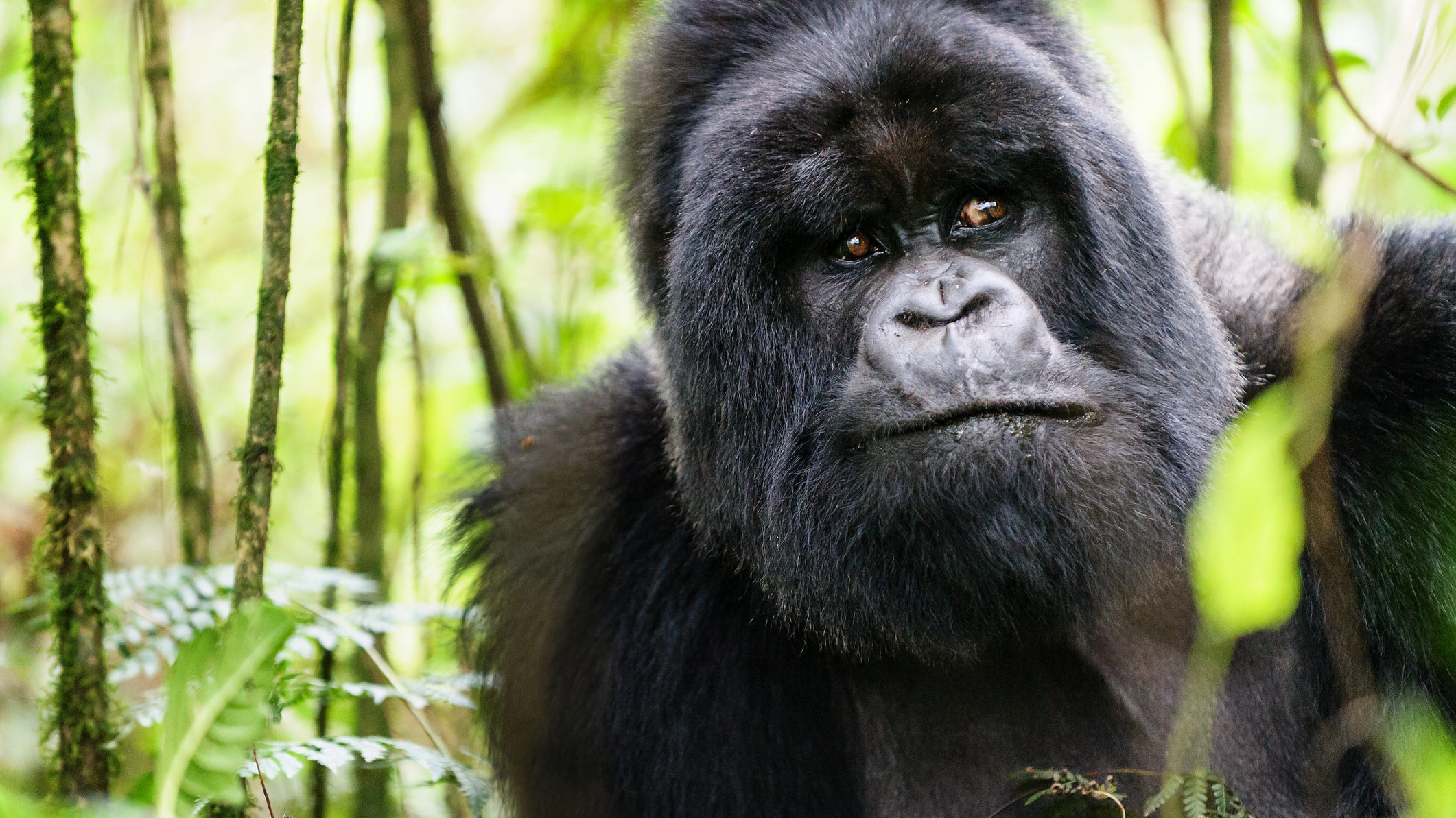 Nincs elég területük, egymást gyilkolják a gorillák