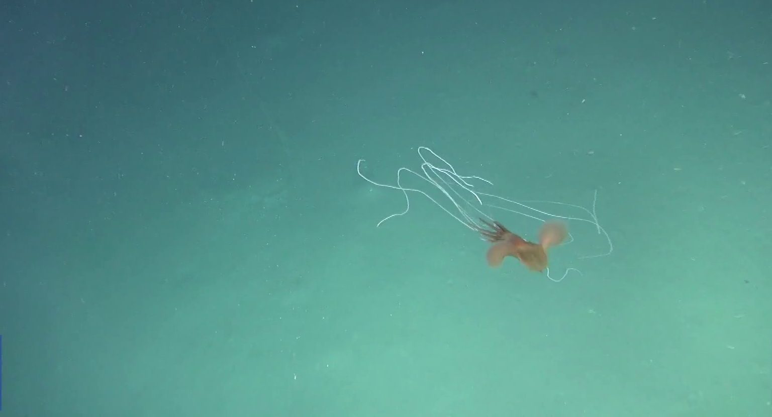 Furcsa külsejű tintahalakat videóztak a tenger mélyén