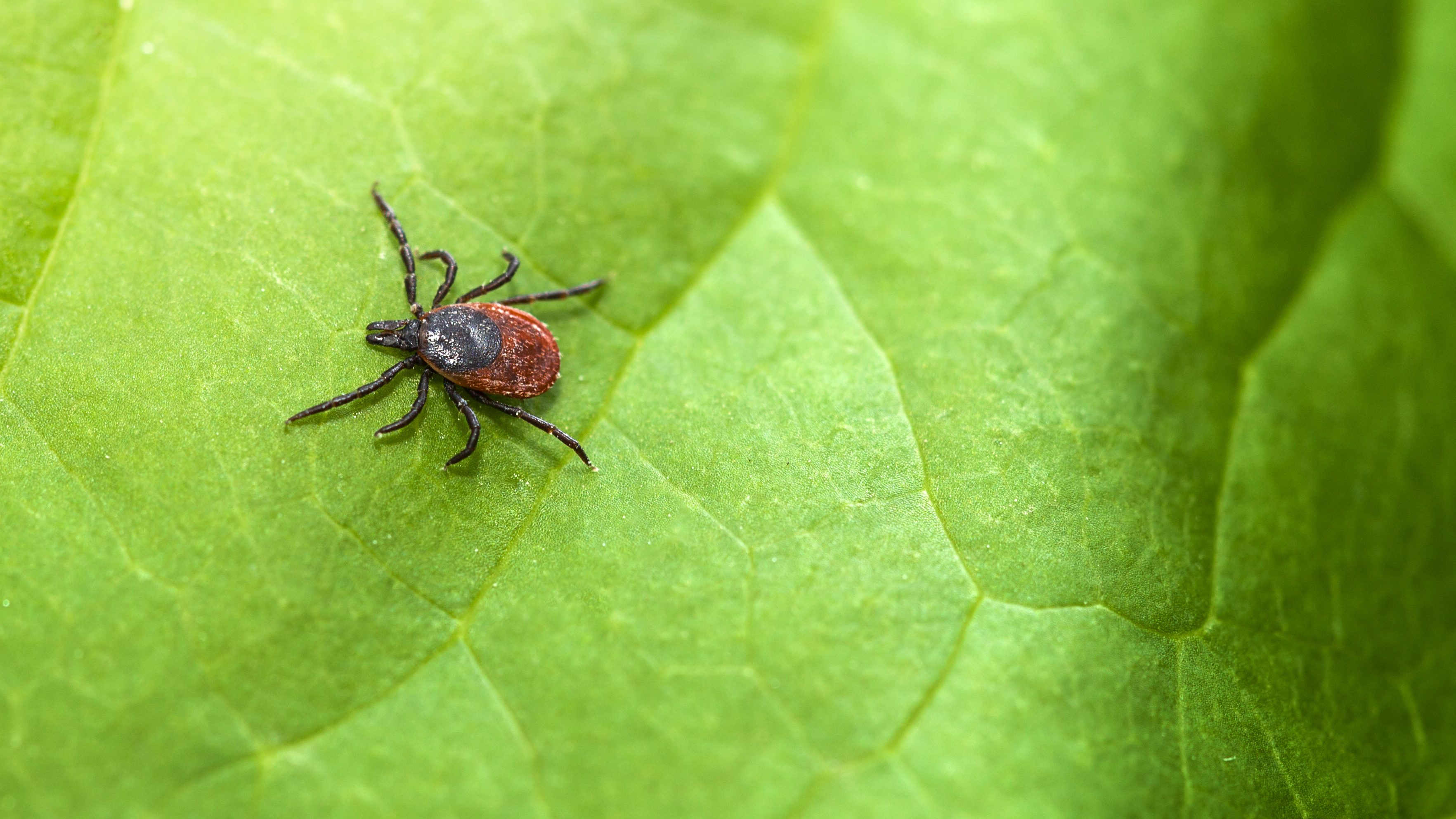 Azonosítottak egy fehérjét, amely véd a Lyme-kórtól