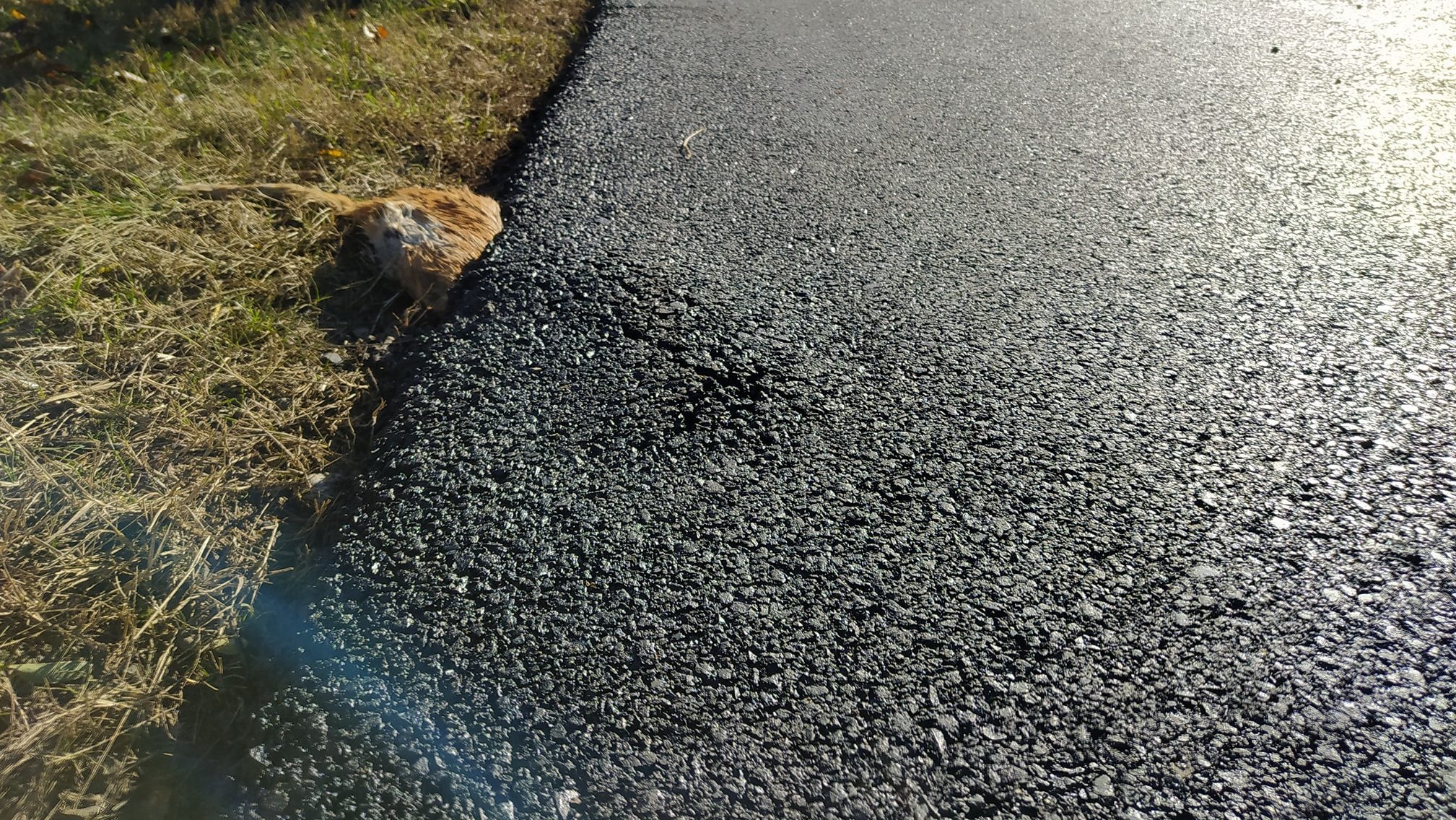 Leaszfaltoztak a munkások egy macskát Soltvadkertnél