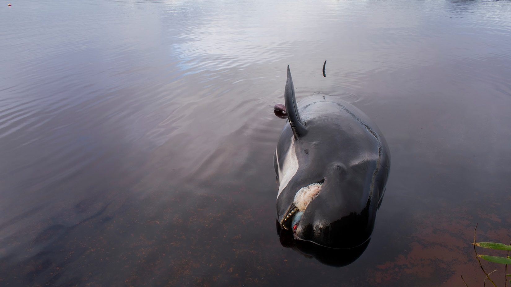 Tömegesen sodródtak partra a delfinek Új-Zélandnál