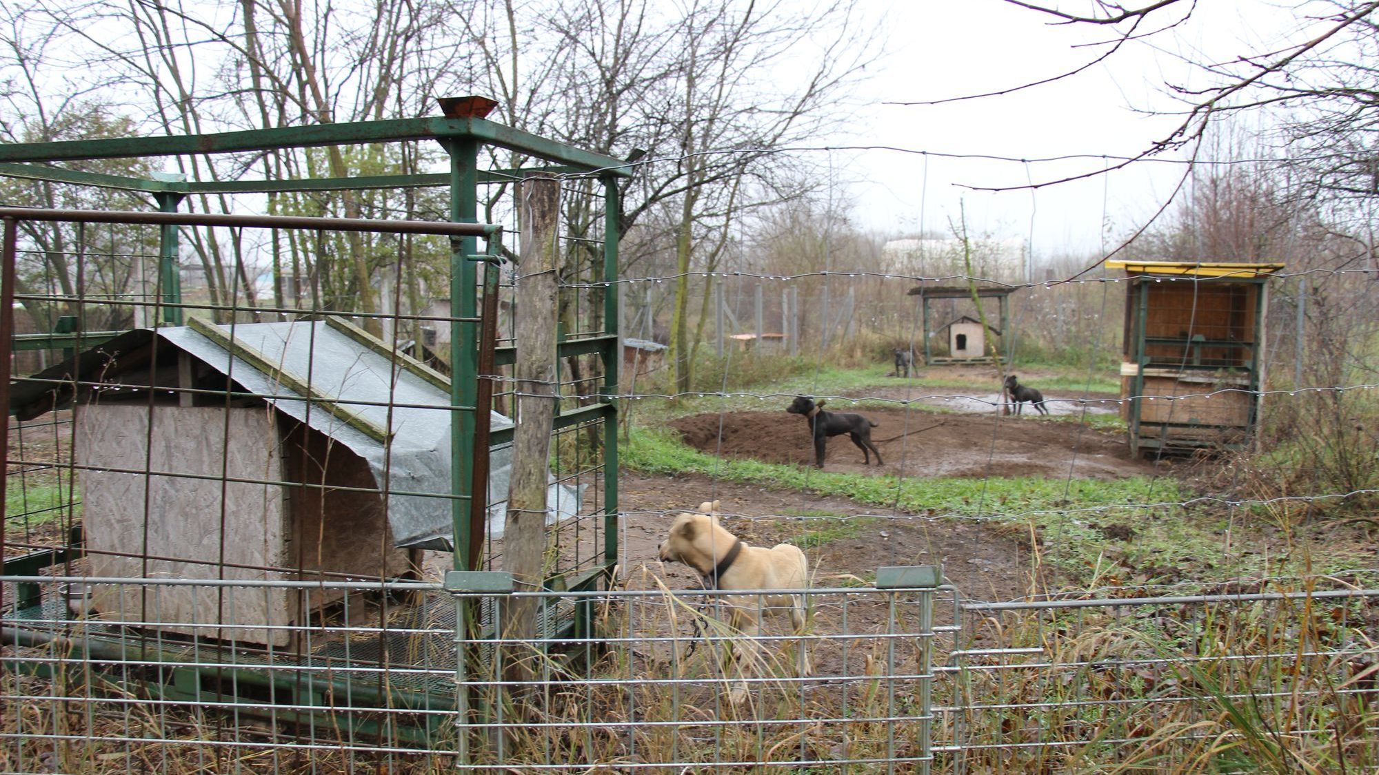 Tiltott állatviadalra csaptak le Szabolcsban – fotók, videók
