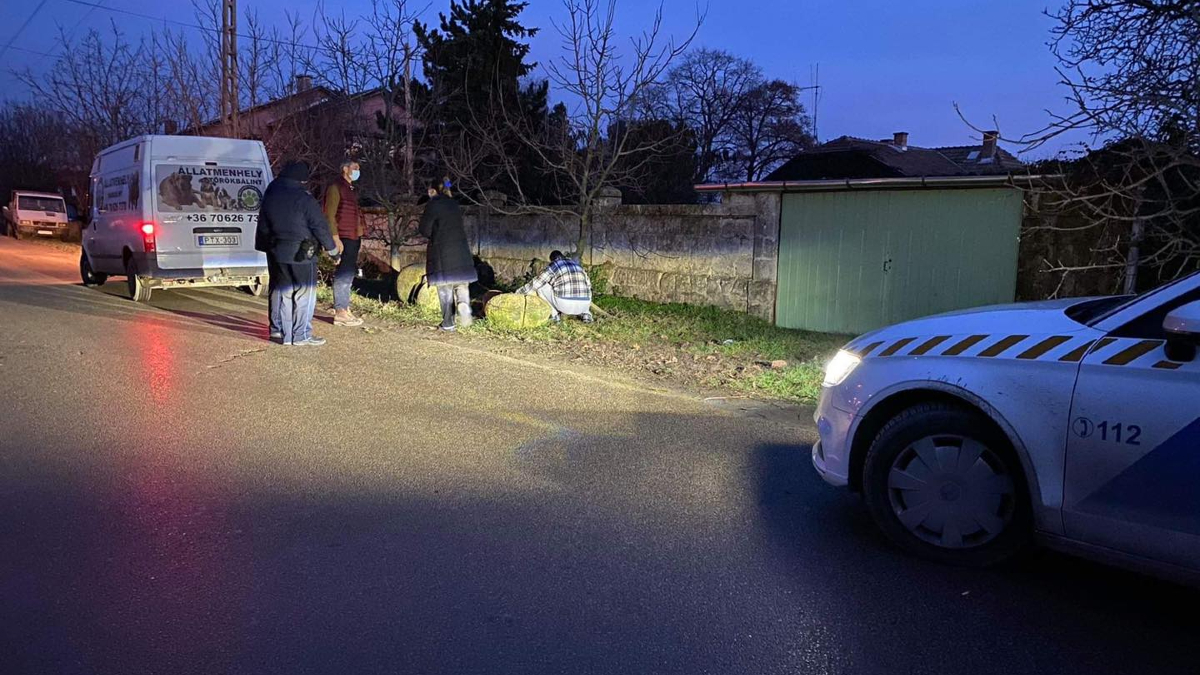 Kutyatámadás Tárnokon: egy lány megsérült, egy kiskutya elpusztult