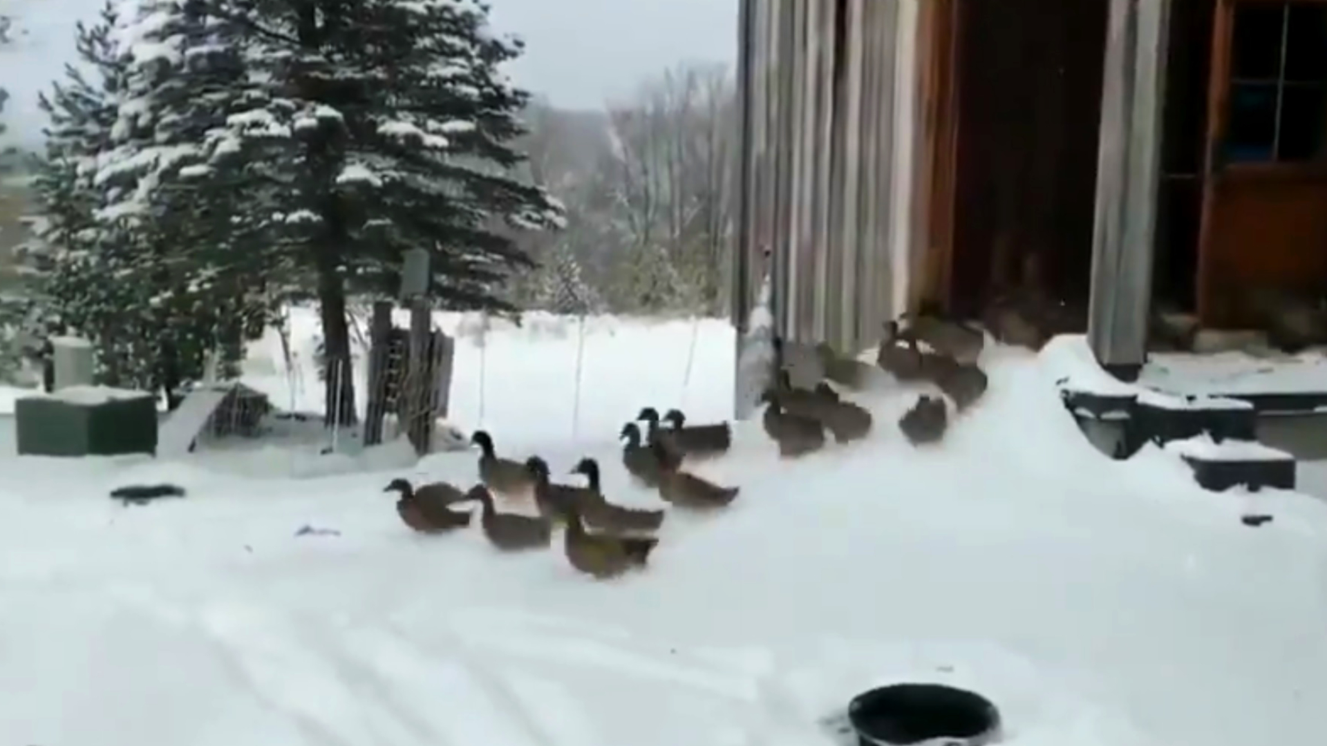 Szenzációs videón reagálnak a kacsák az első hóra