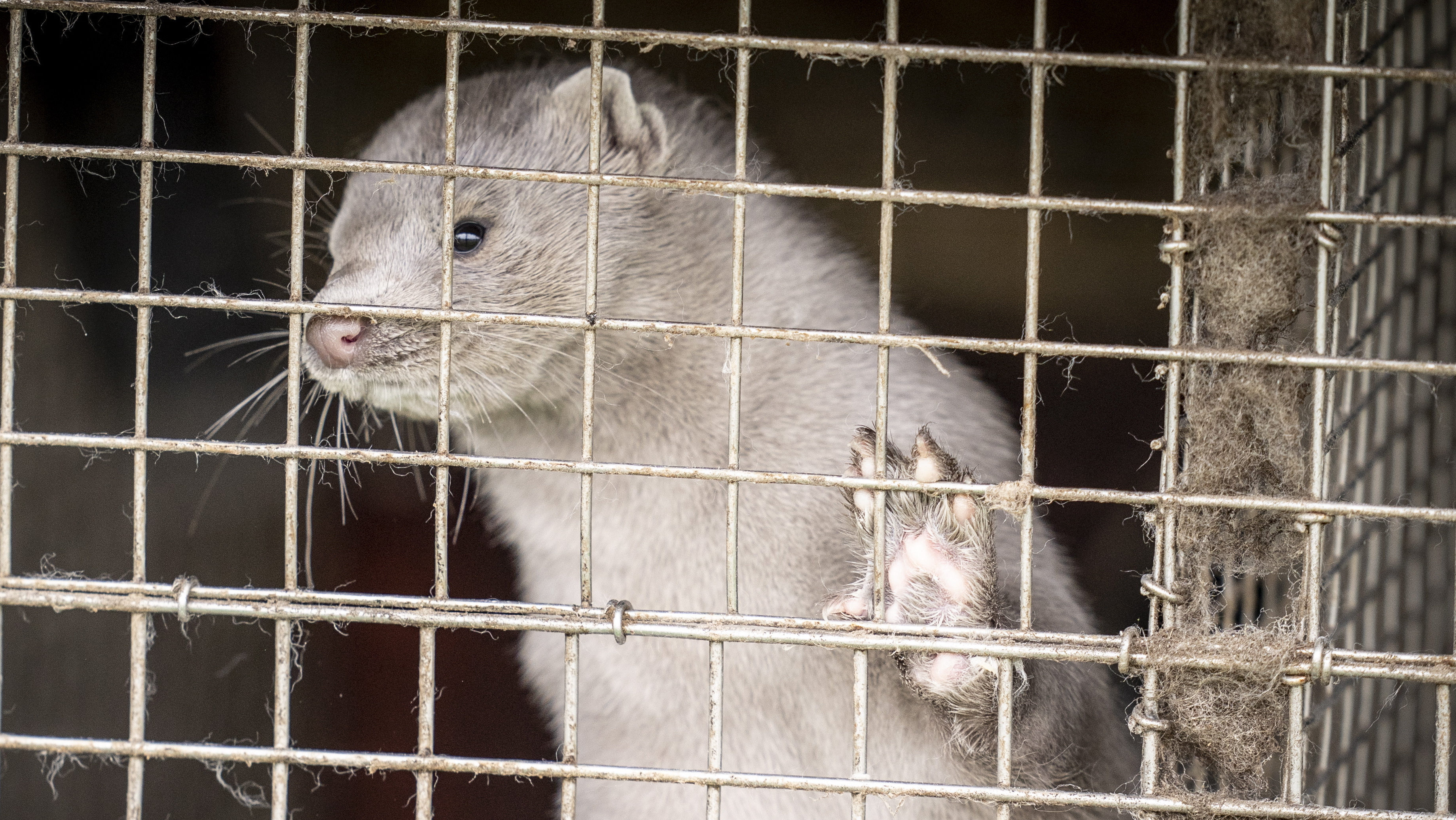 Megfertőzhették a talajvizet a koronavírusos nyérctetemek