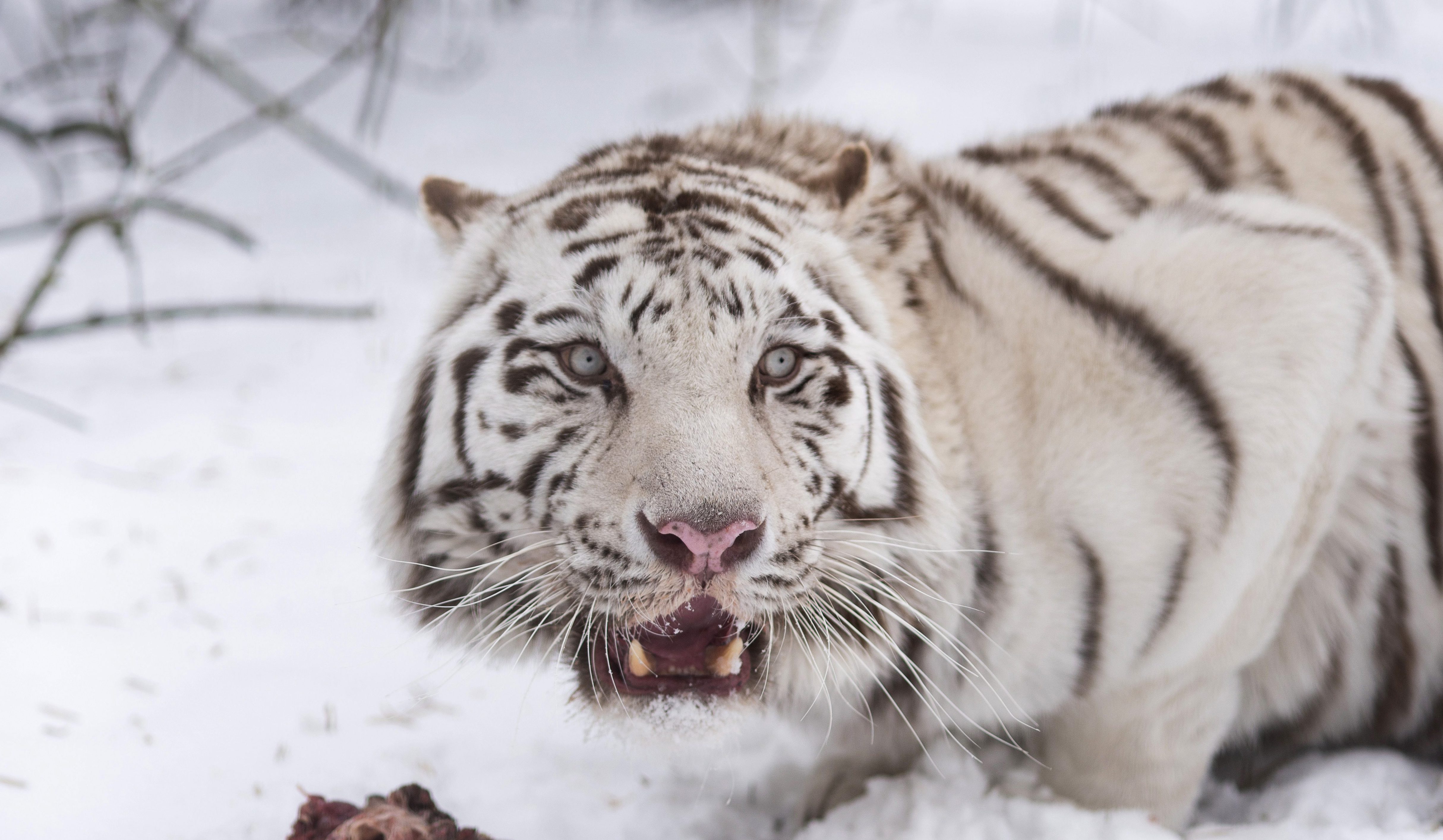 Bengáli tigris került kamera elé Nepálban 3165 méter magasan