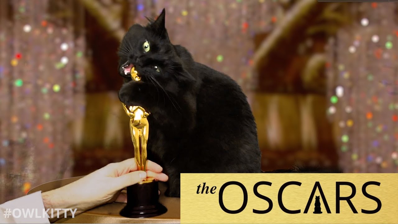 A macska, aki zseniálisan megoldja a Mátrix-dilemmát – megvan az internet legviccesebb filmsztárja