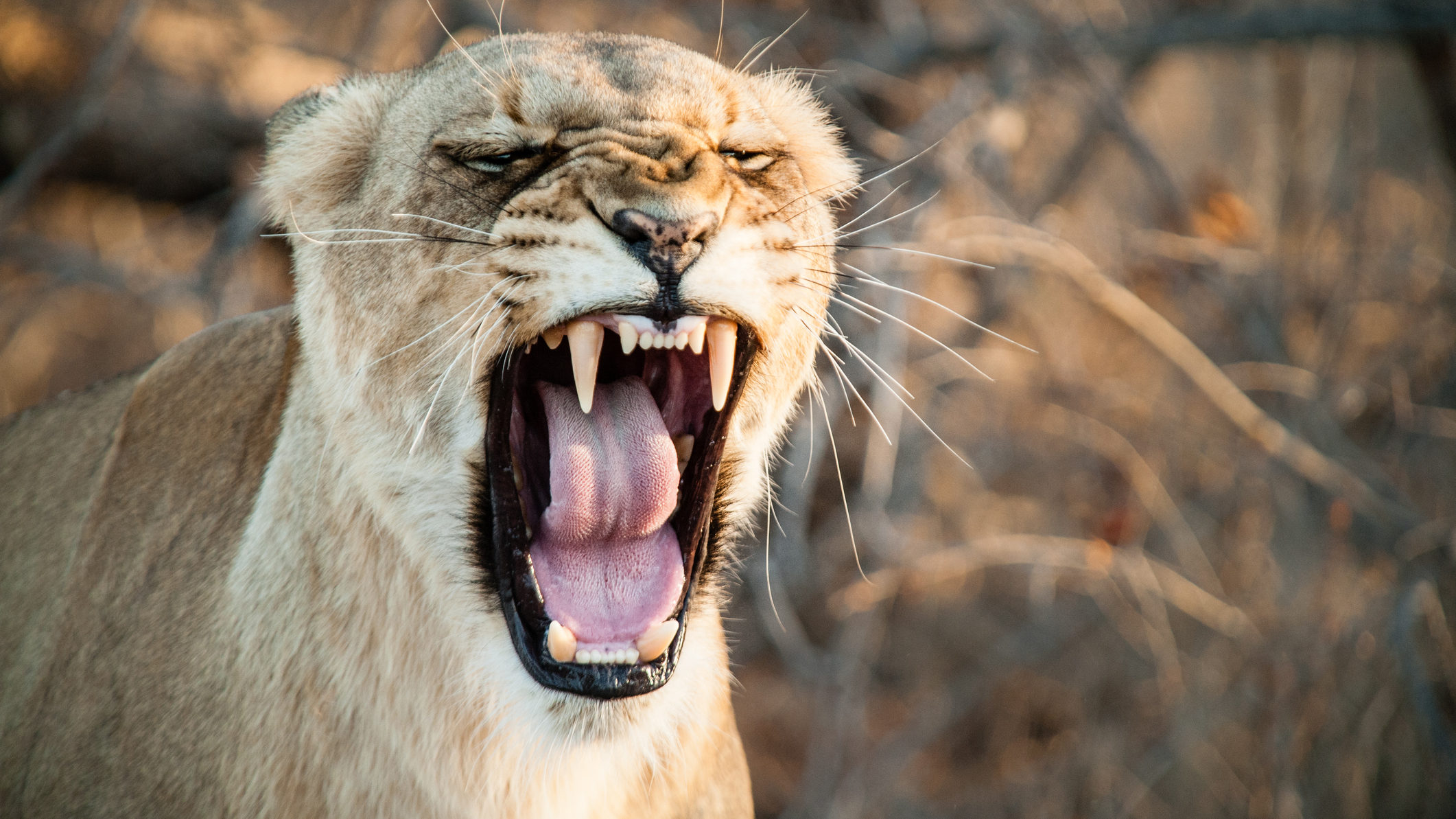 Kisgyerekes család előtt téptek szét az oroszlánok egy majmot egy brit szafariparkban