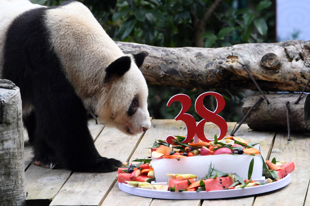 Meghalt a világ legidősebb, állatkerti óriáspandája Kínában